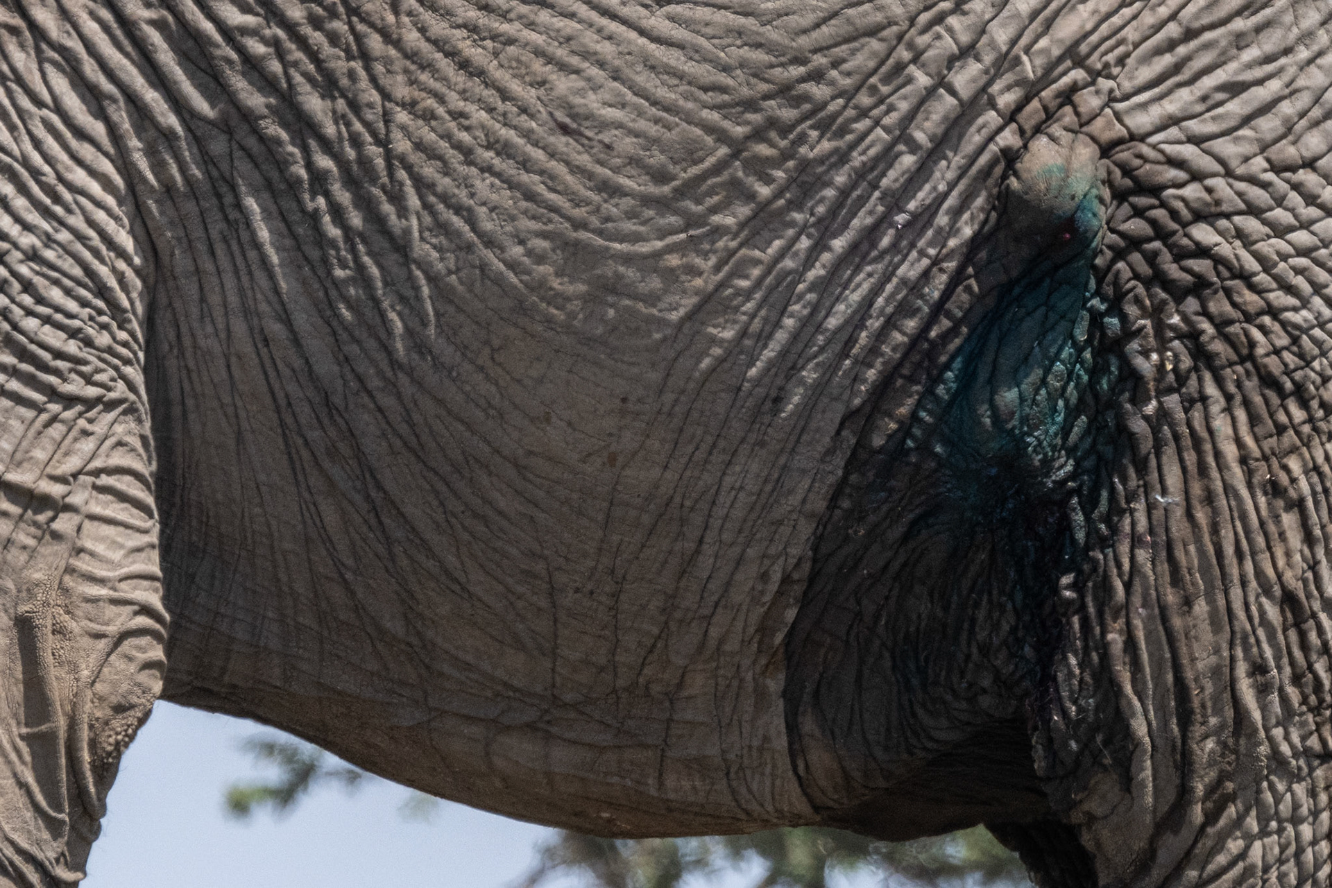 Vet wound treatment sequence