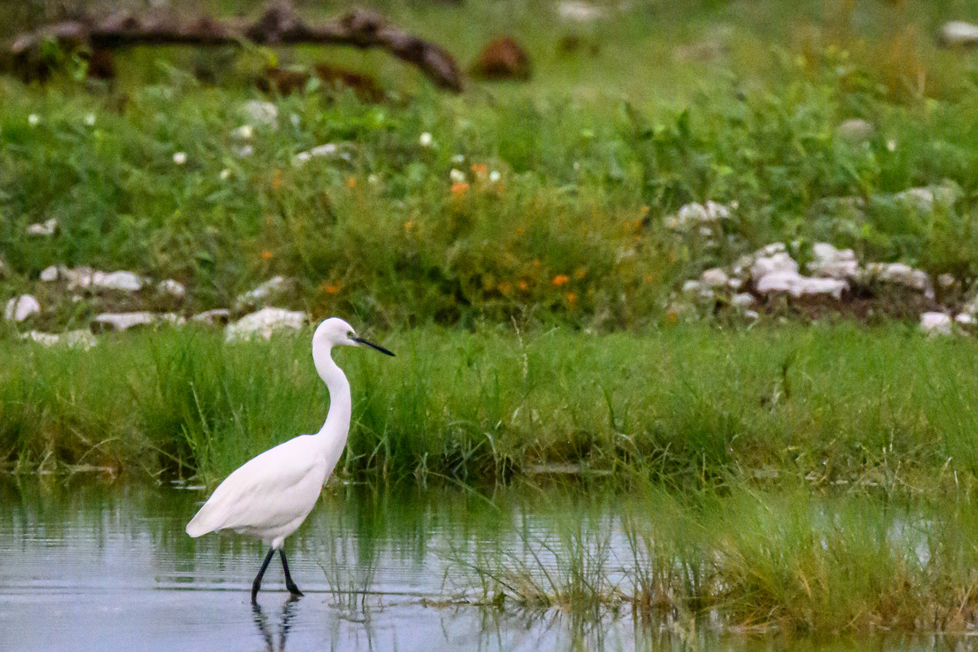 Egret