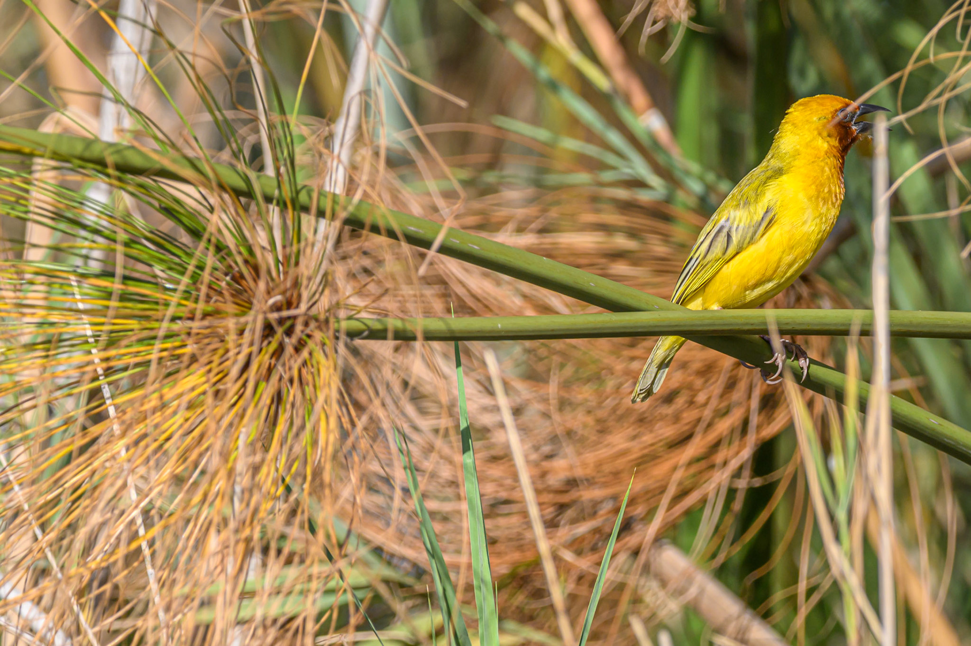 Brown-throated Weaver