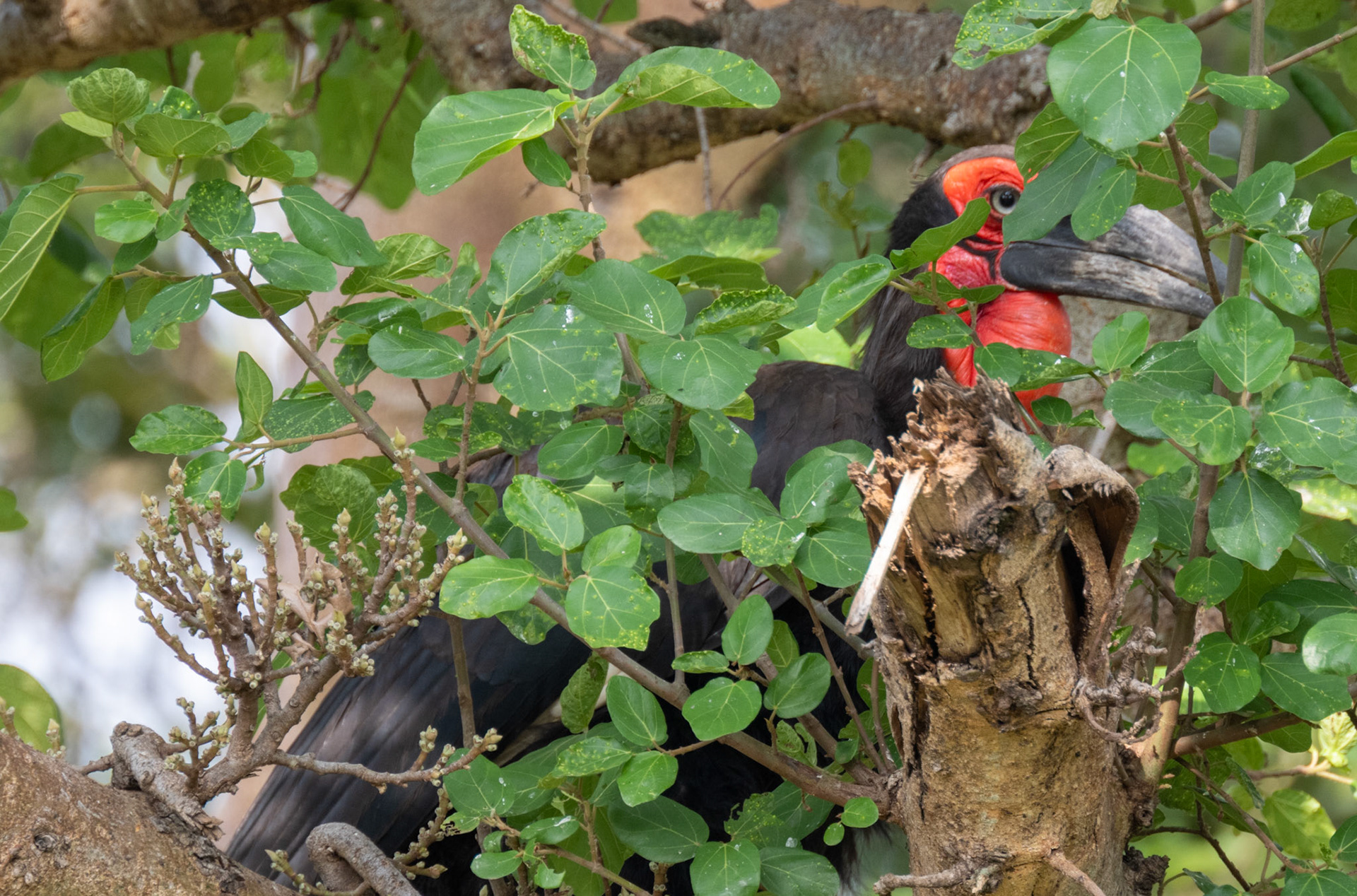 Southern Ground-Hornbill