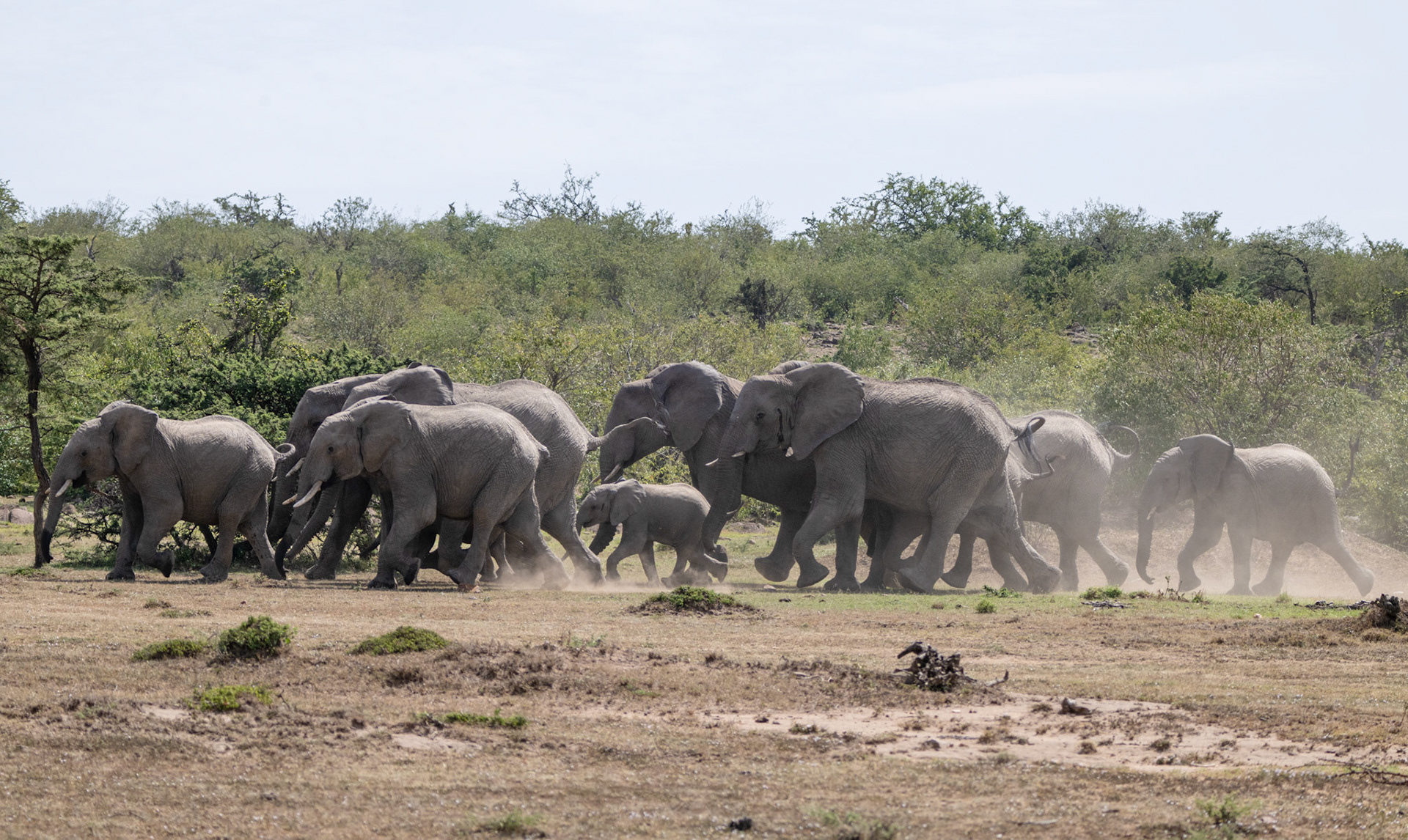 Vet wound treatment sequence