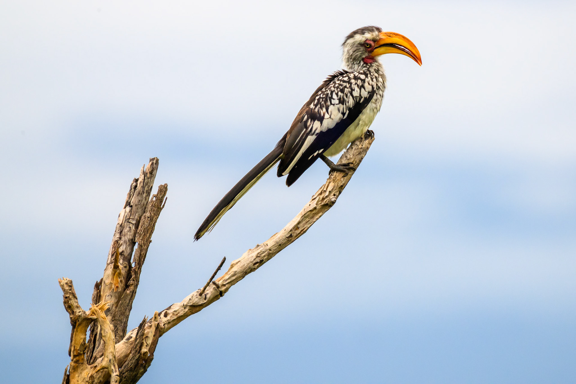 Yellow-billed Hornbill