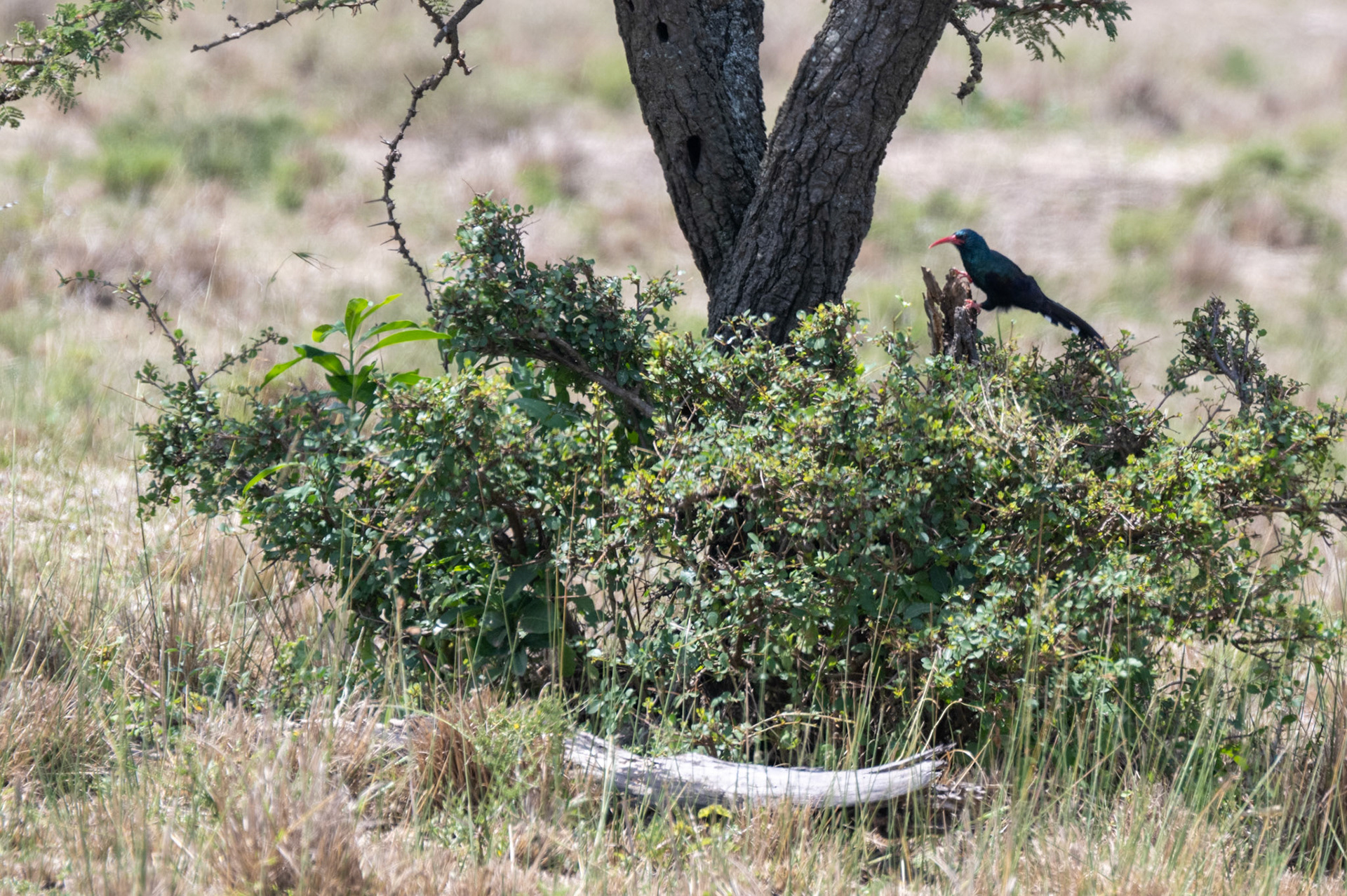 Abyssinian Scimitarbill