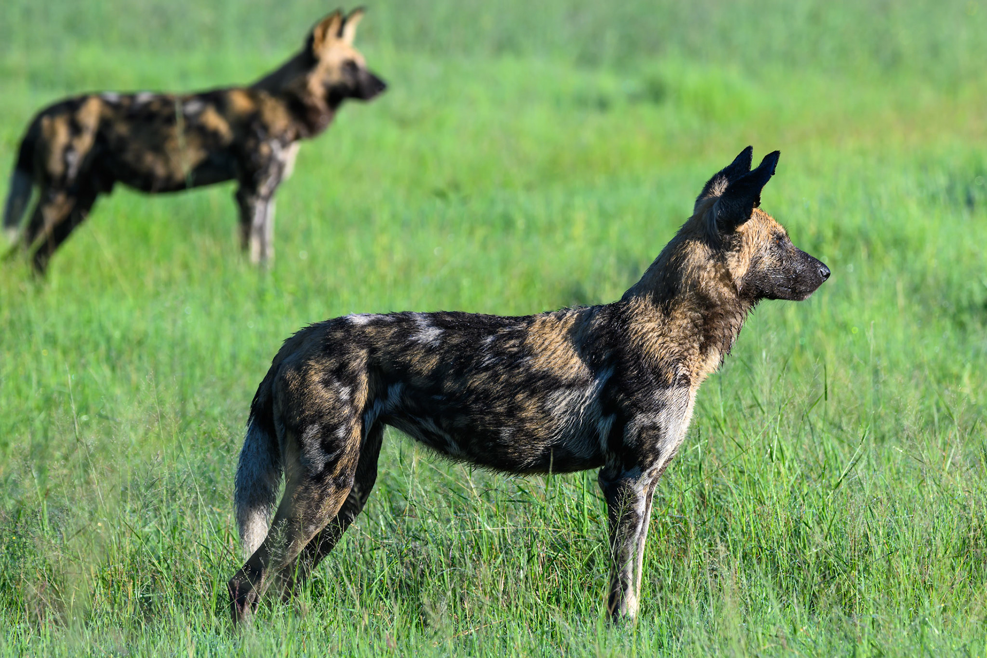 Wild Dogs