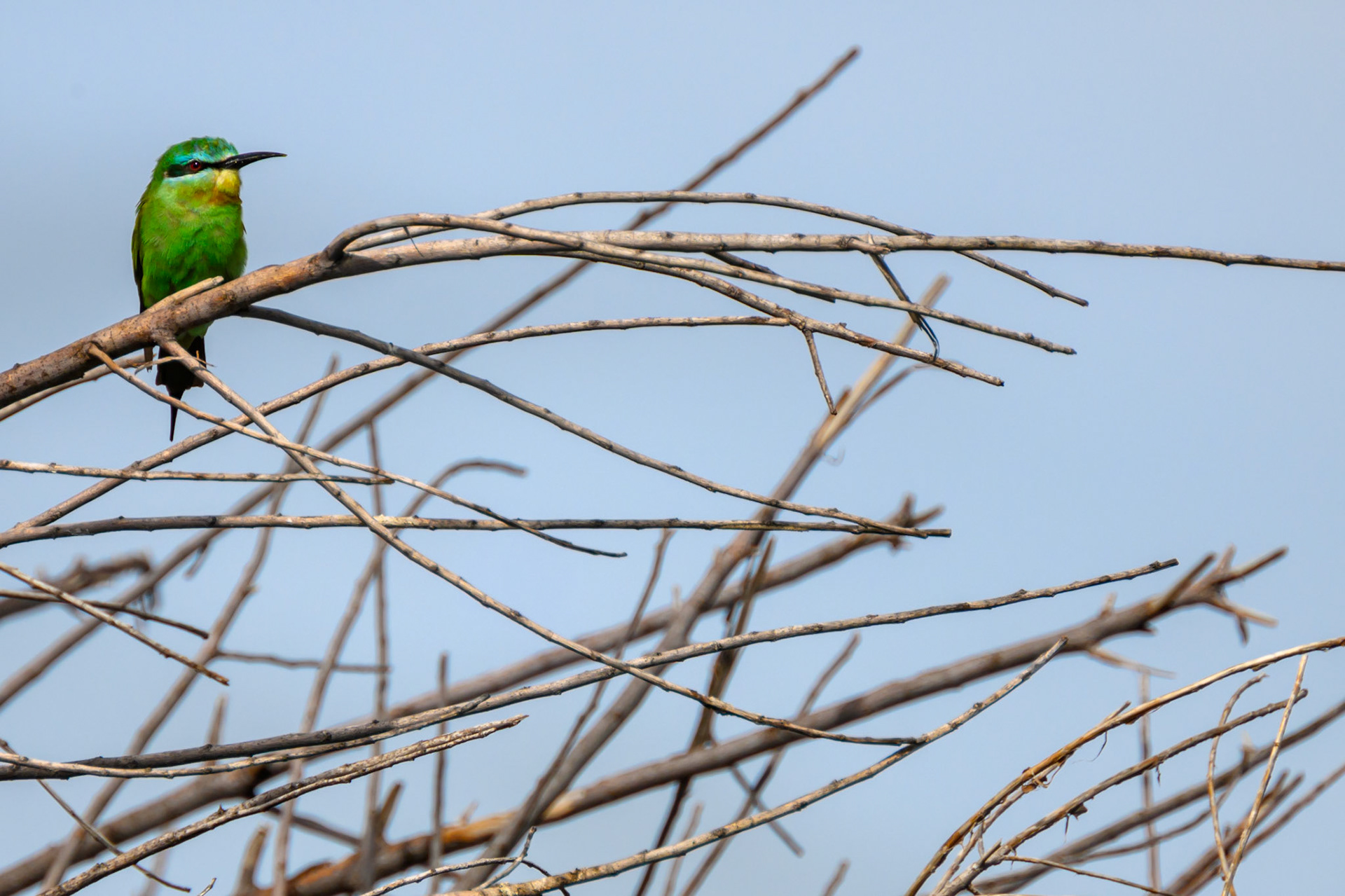 Blue-cheeked Bee-eater