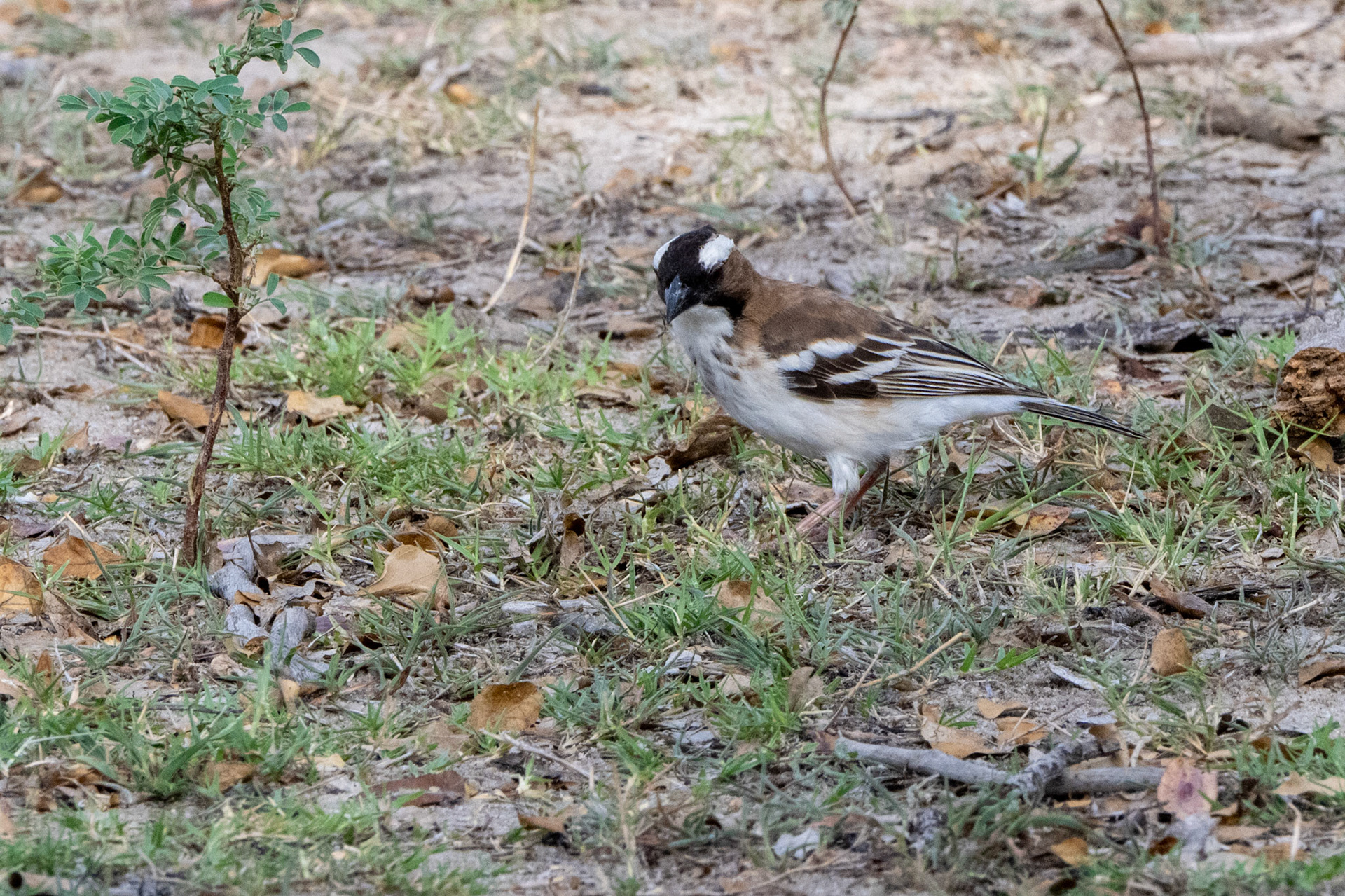 White-browed Sparrow-Weaver