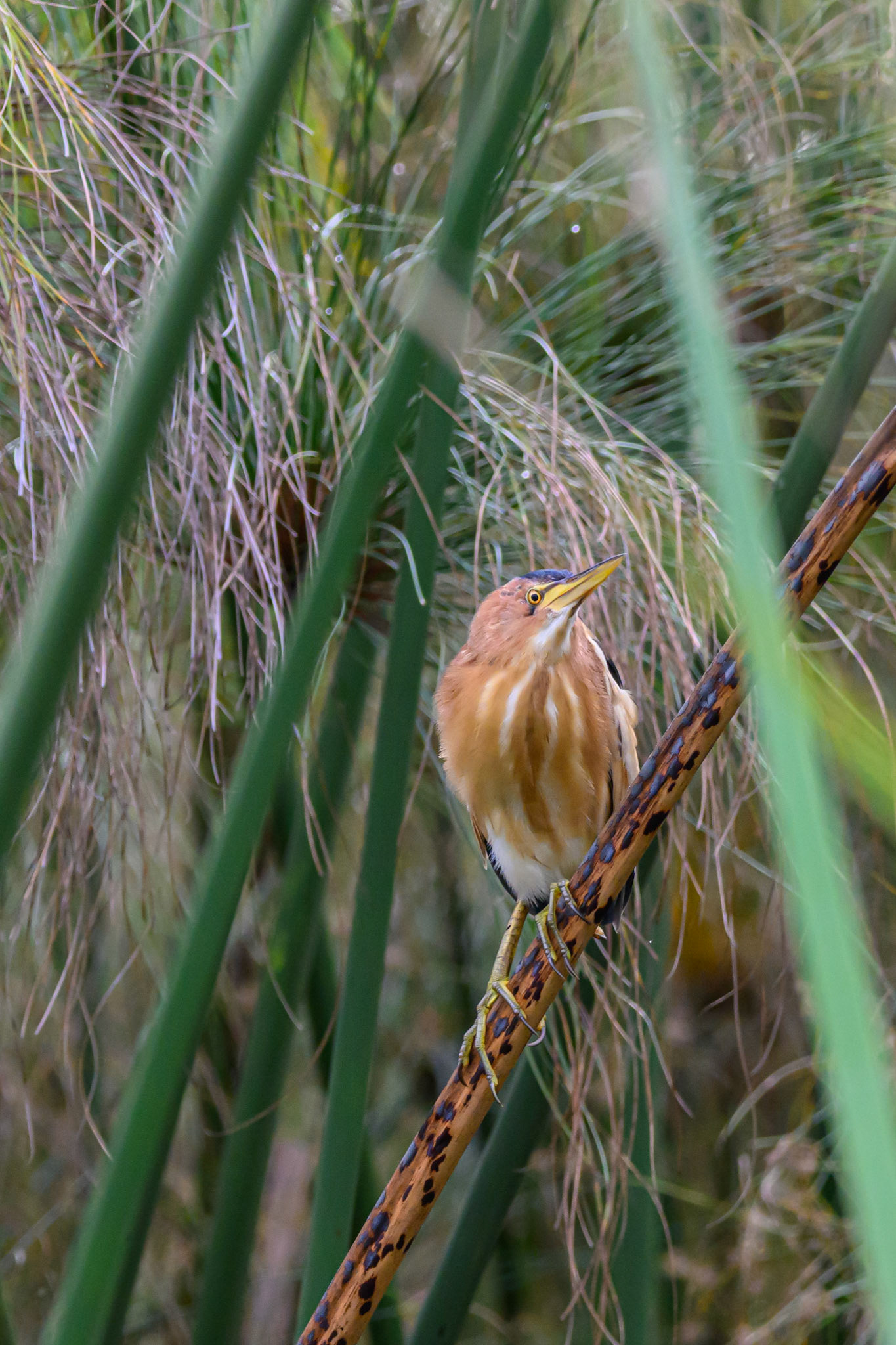 Little Bittern
