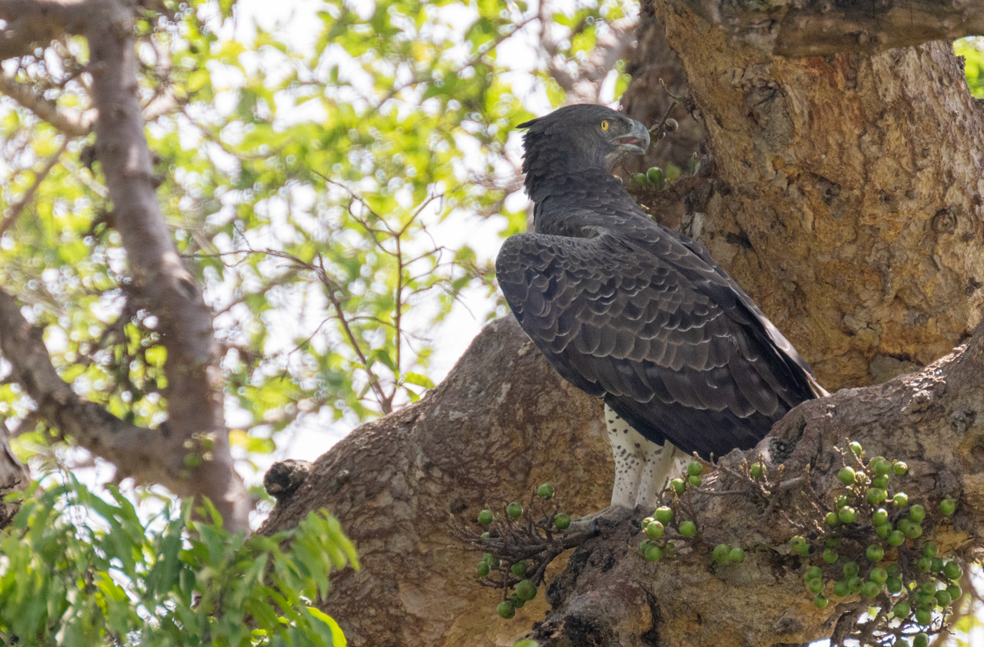 Martial Eagle
