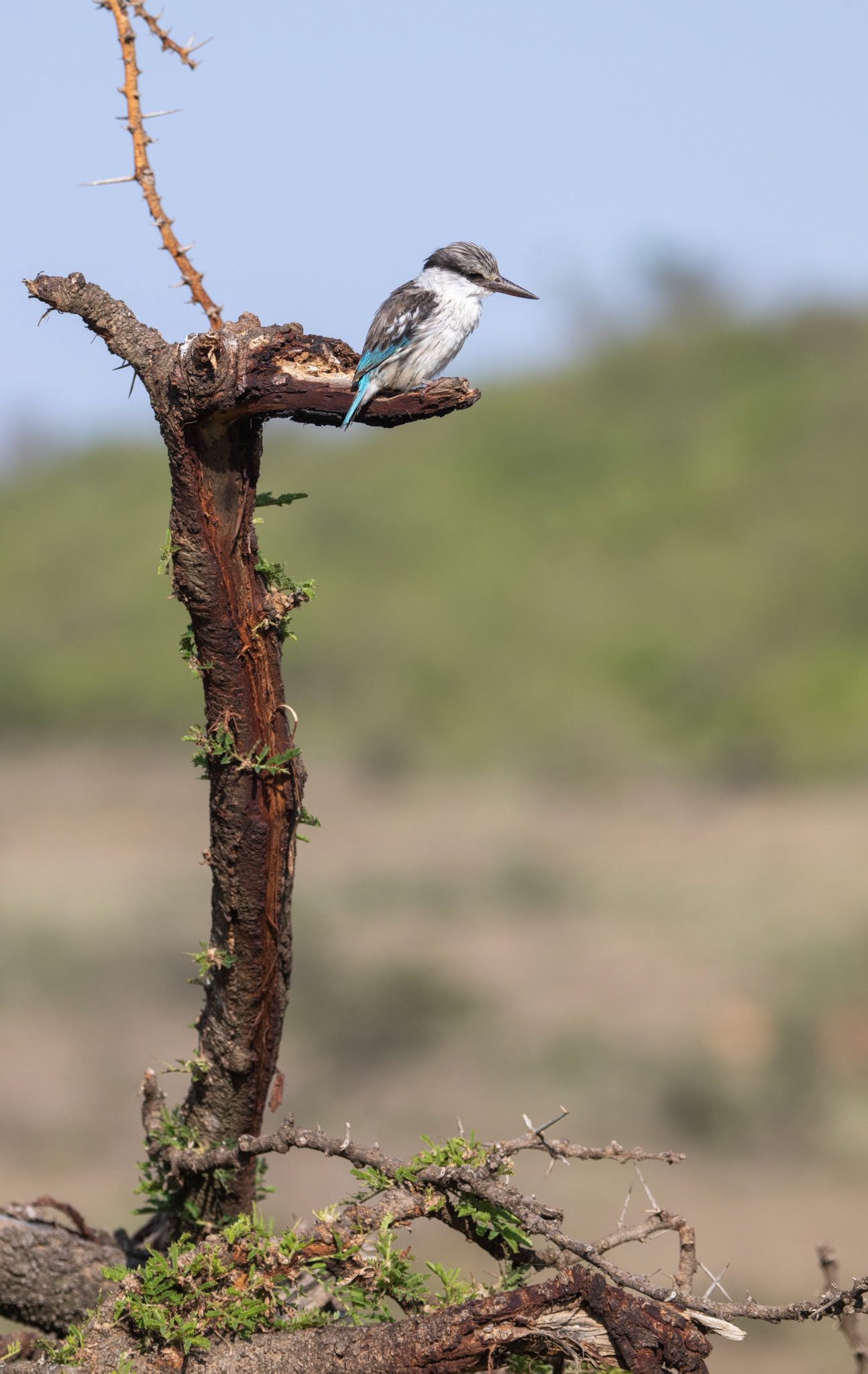 Striped Kingfisher