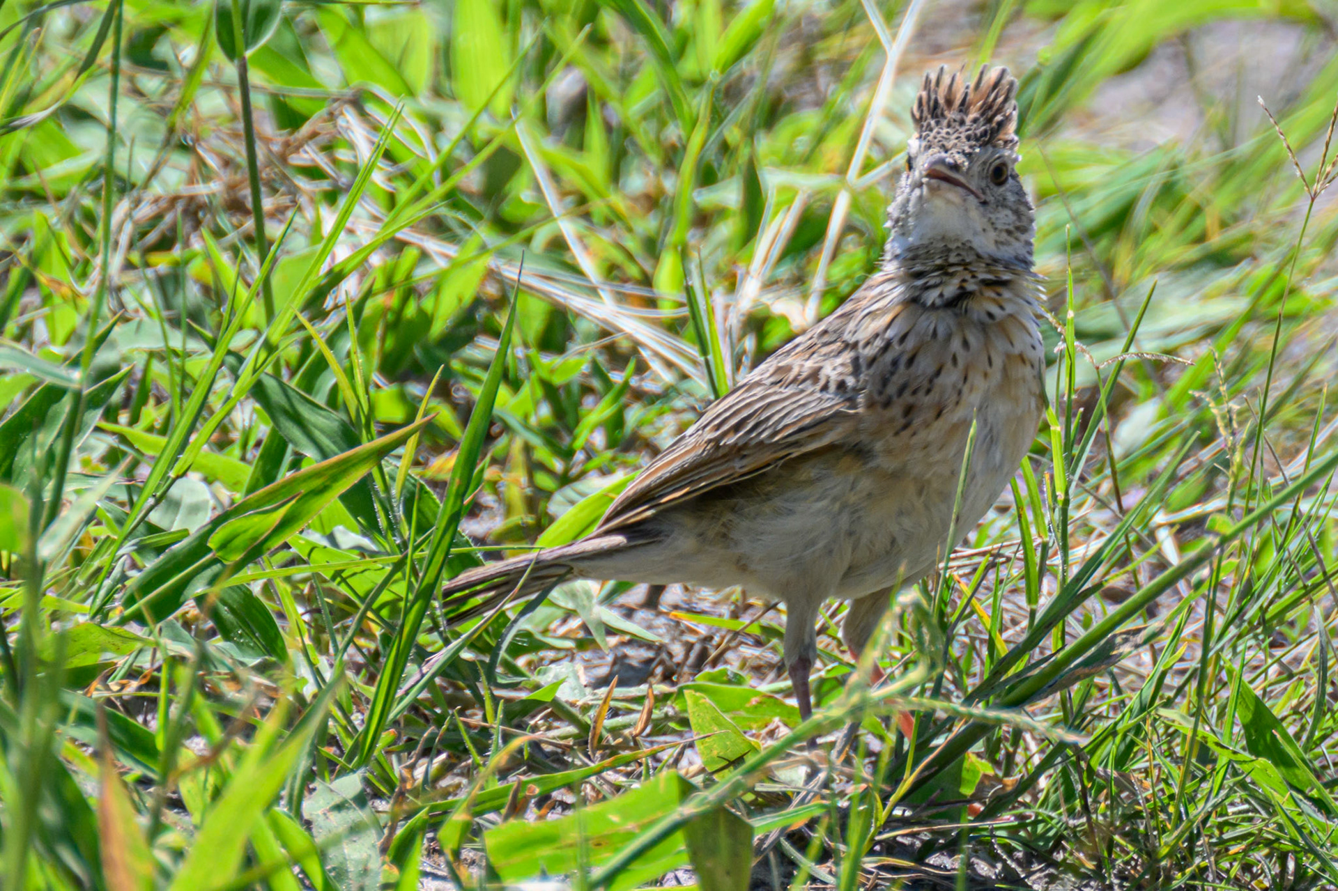 Rufous-naped Lark