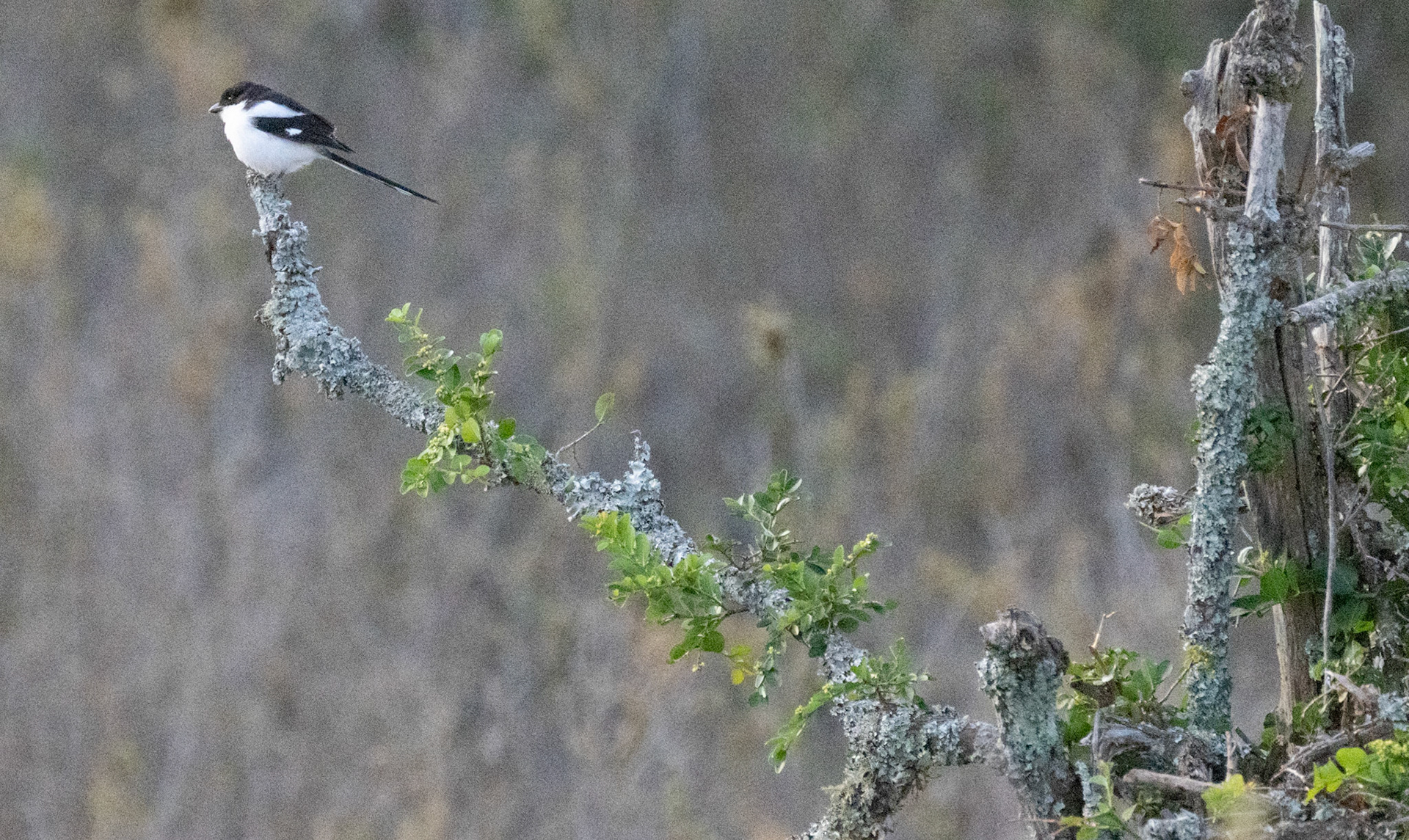 Long-tailed Fiscal