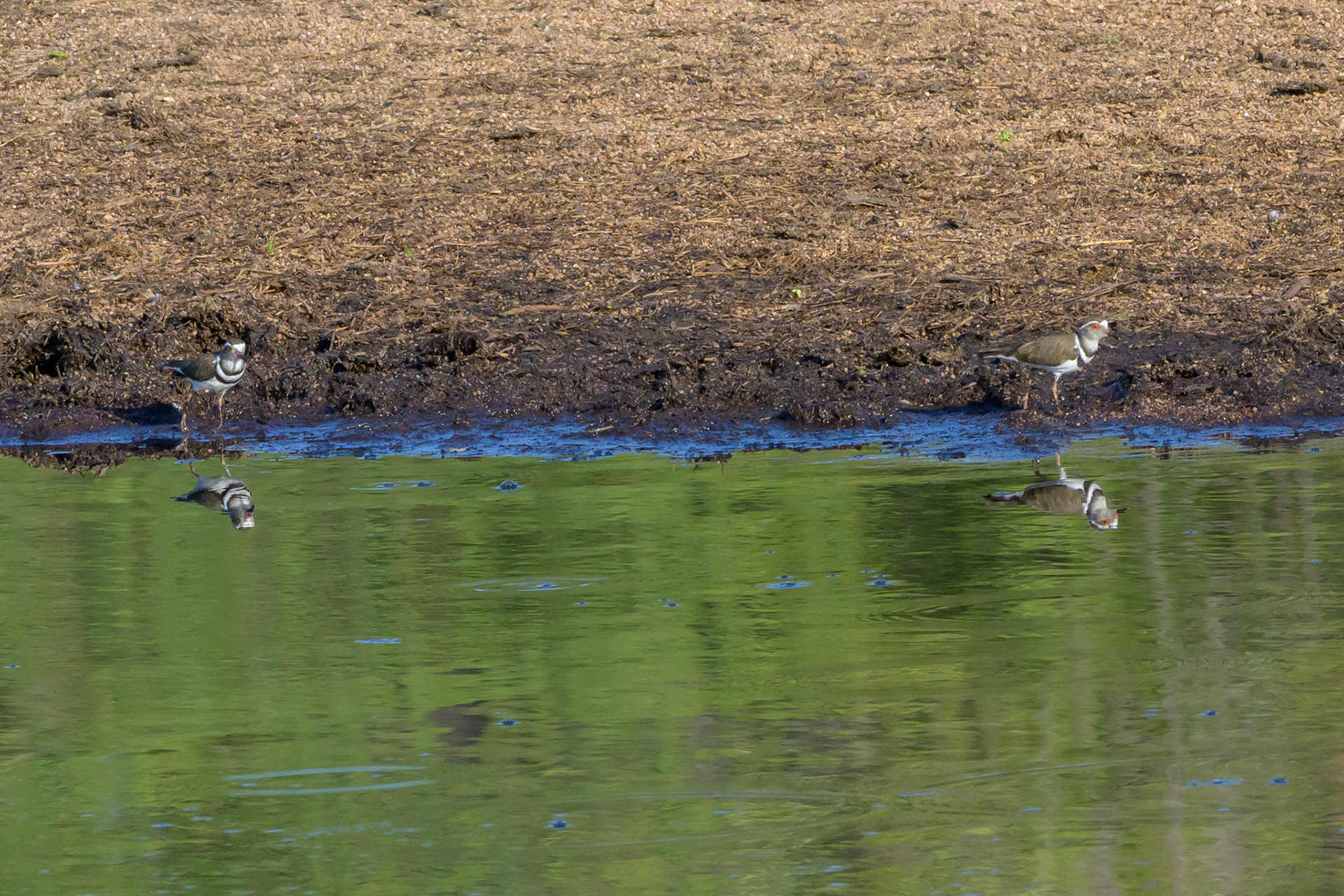 Three-banded Plover