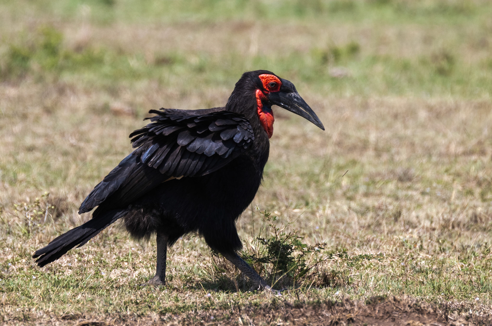 Southern Ground- Hornbill