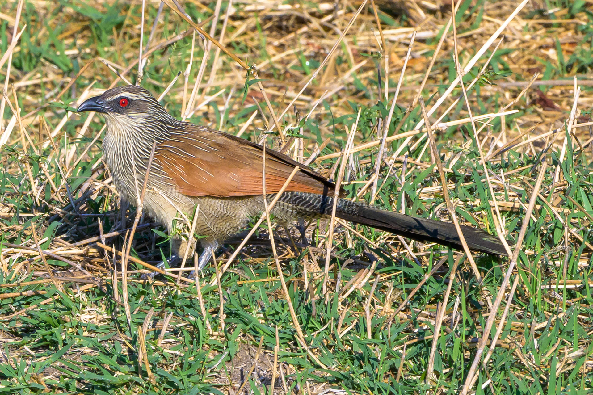 White-browed Coucal
