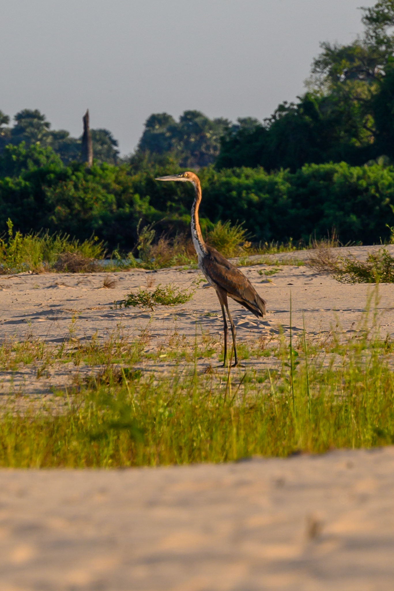 Goliath Heron
