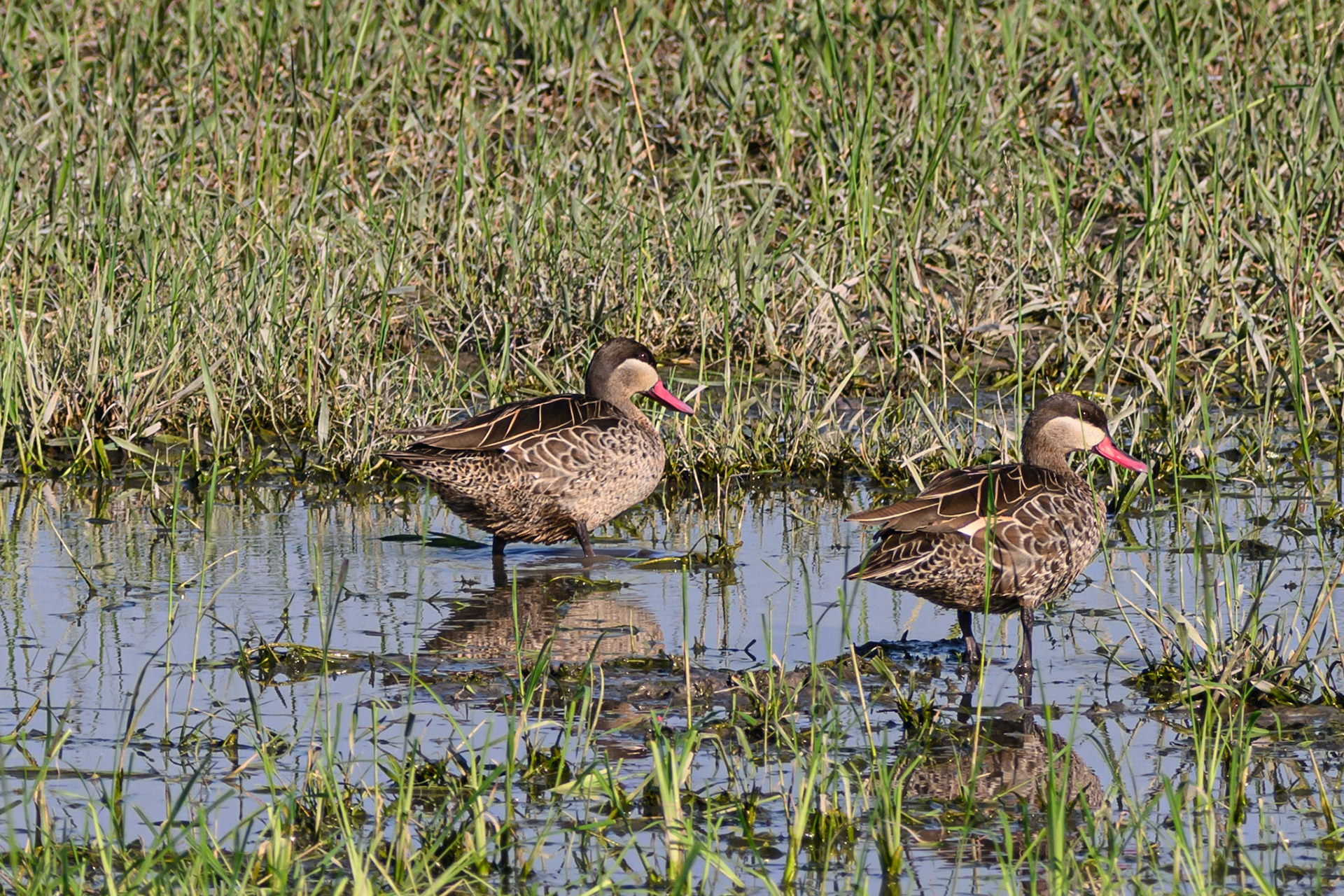 Red-billed Teal