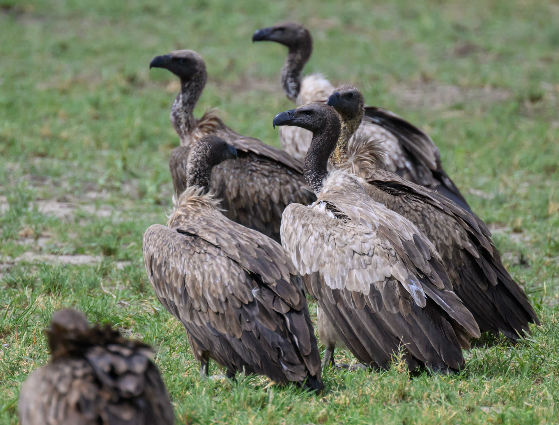 Vultures