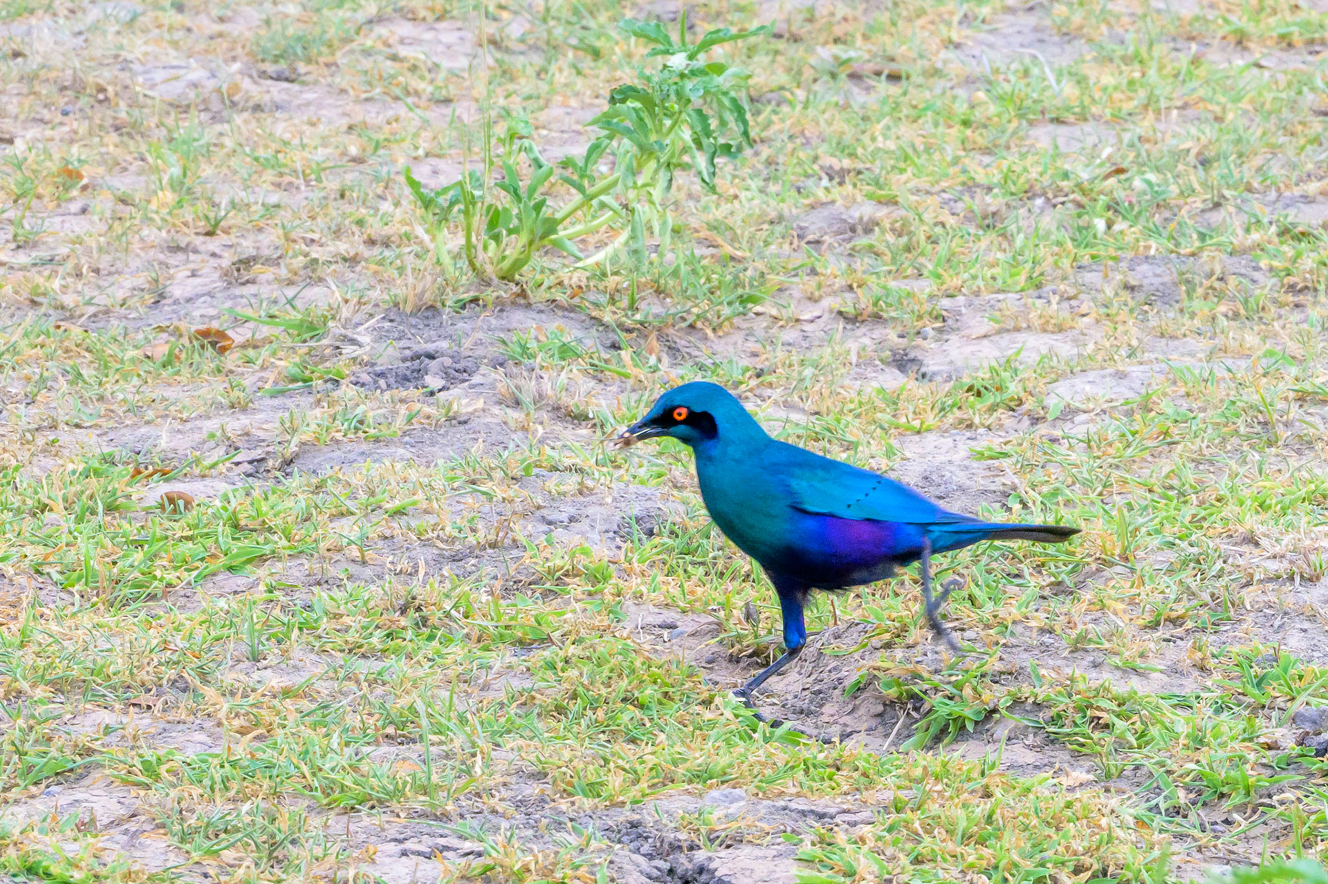 Greater Blue-eared Starling