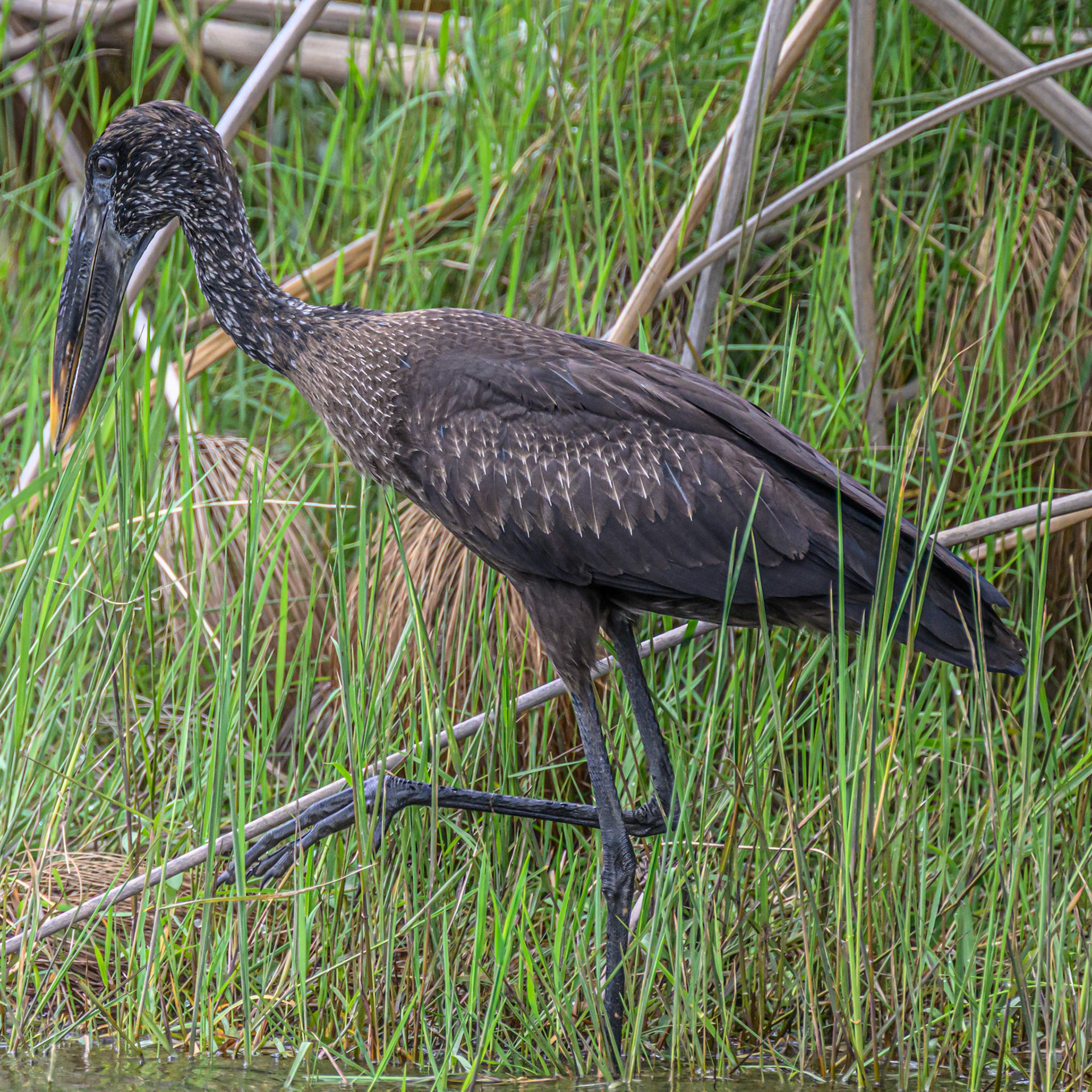 Openbill