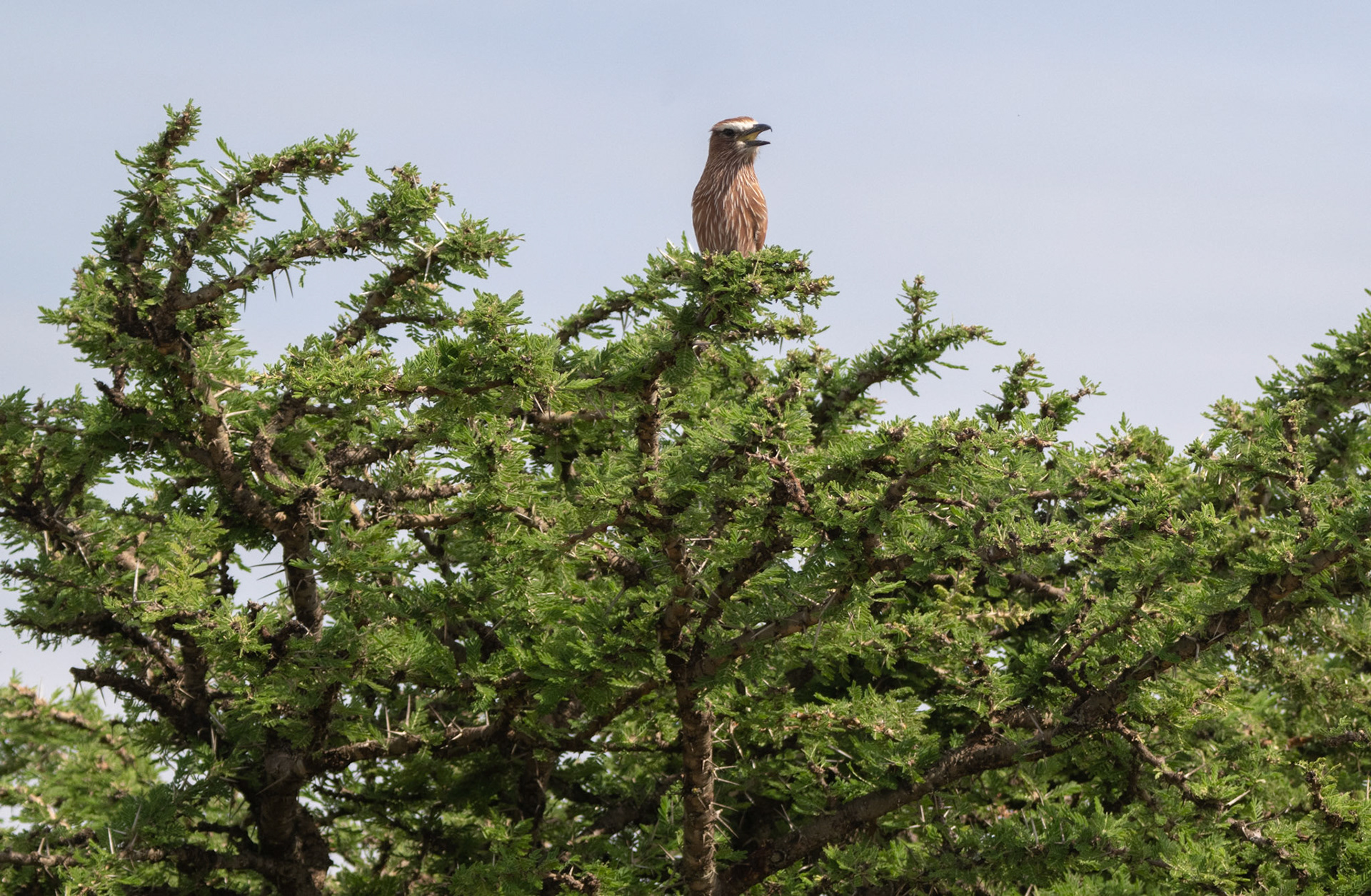 Rufous-crowned Roller