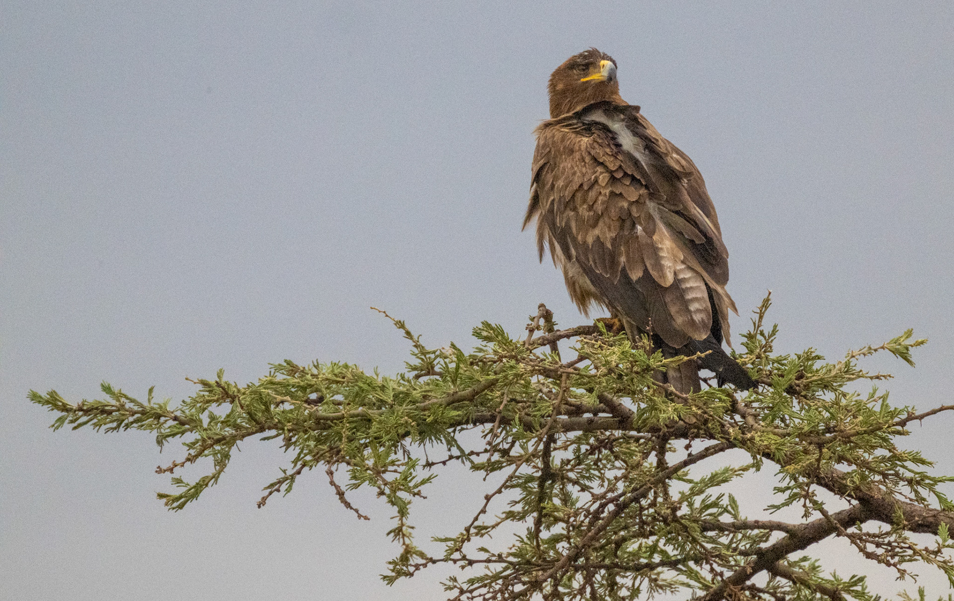 Tawny Eagle