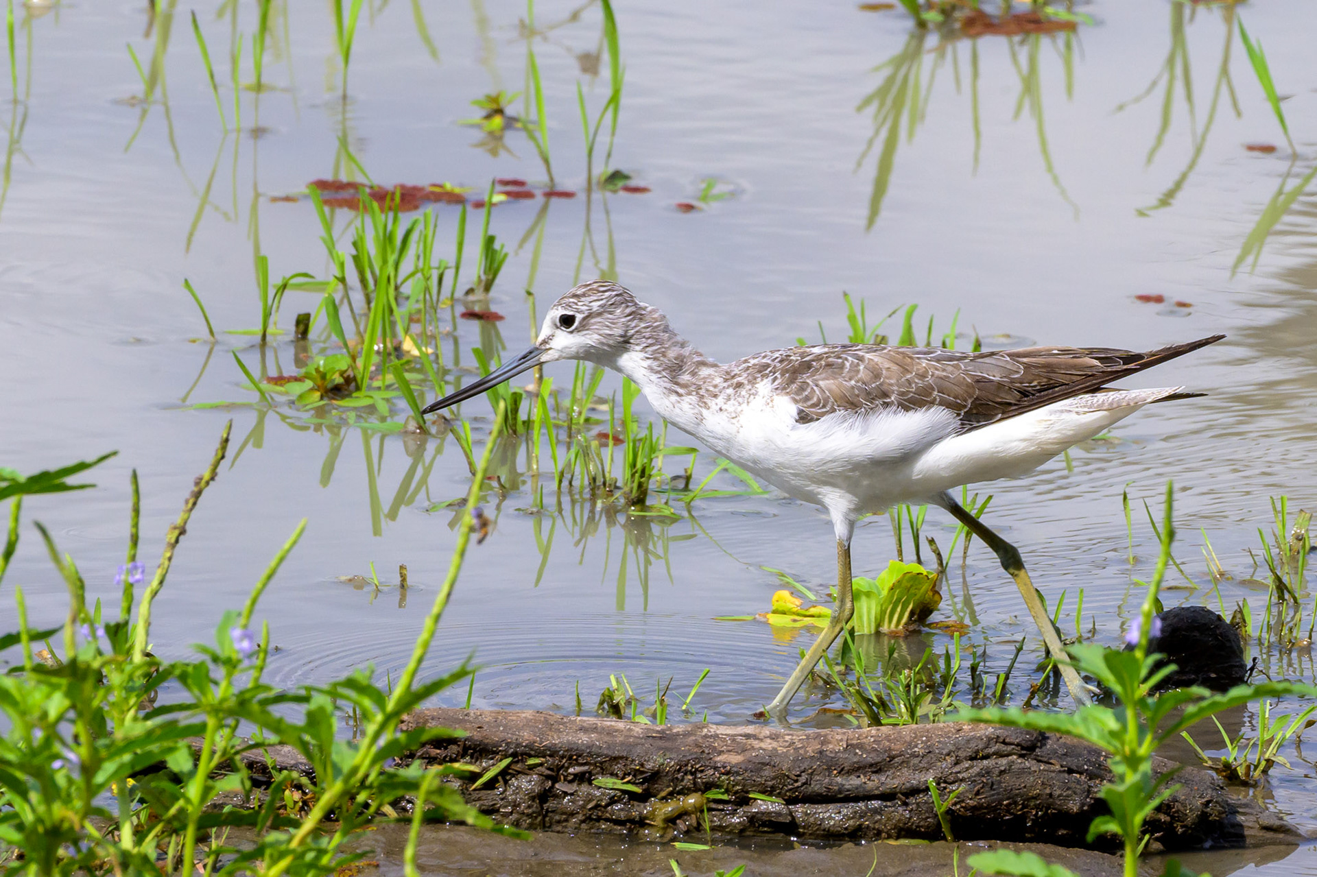 Common Greenshank