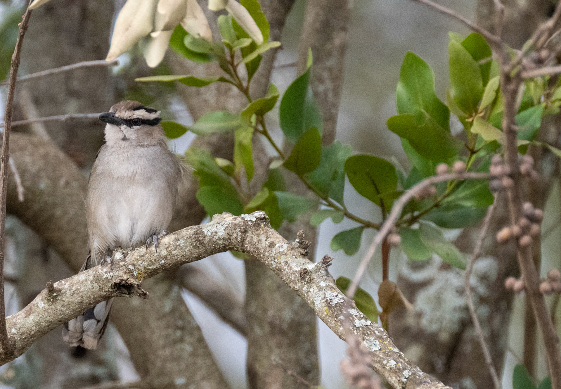 Masked Shrike