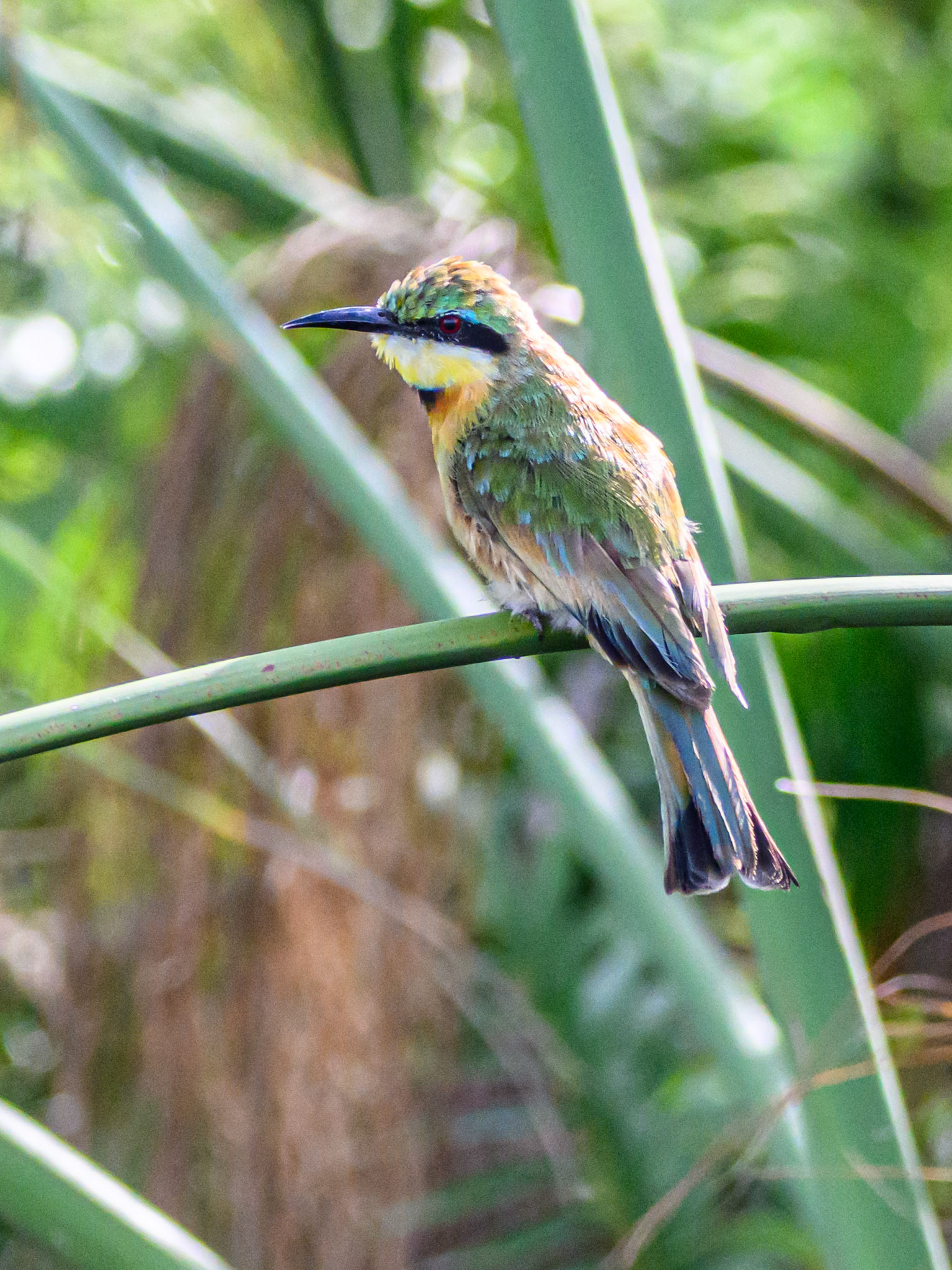 Blue-cheeked Bee-eater