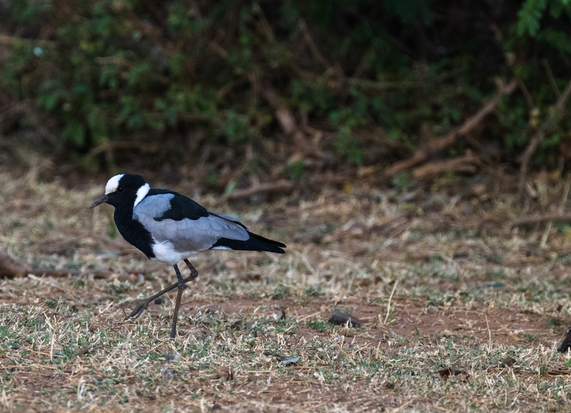 Blacksmith Plover