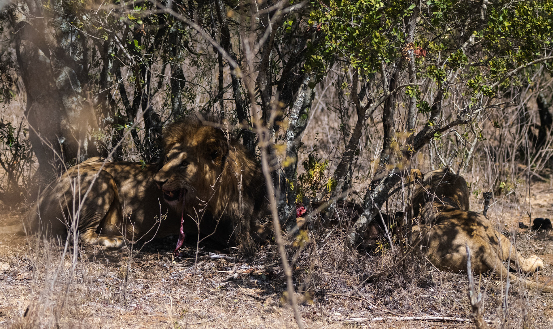 Lions, Buffalo, the hunt and kill