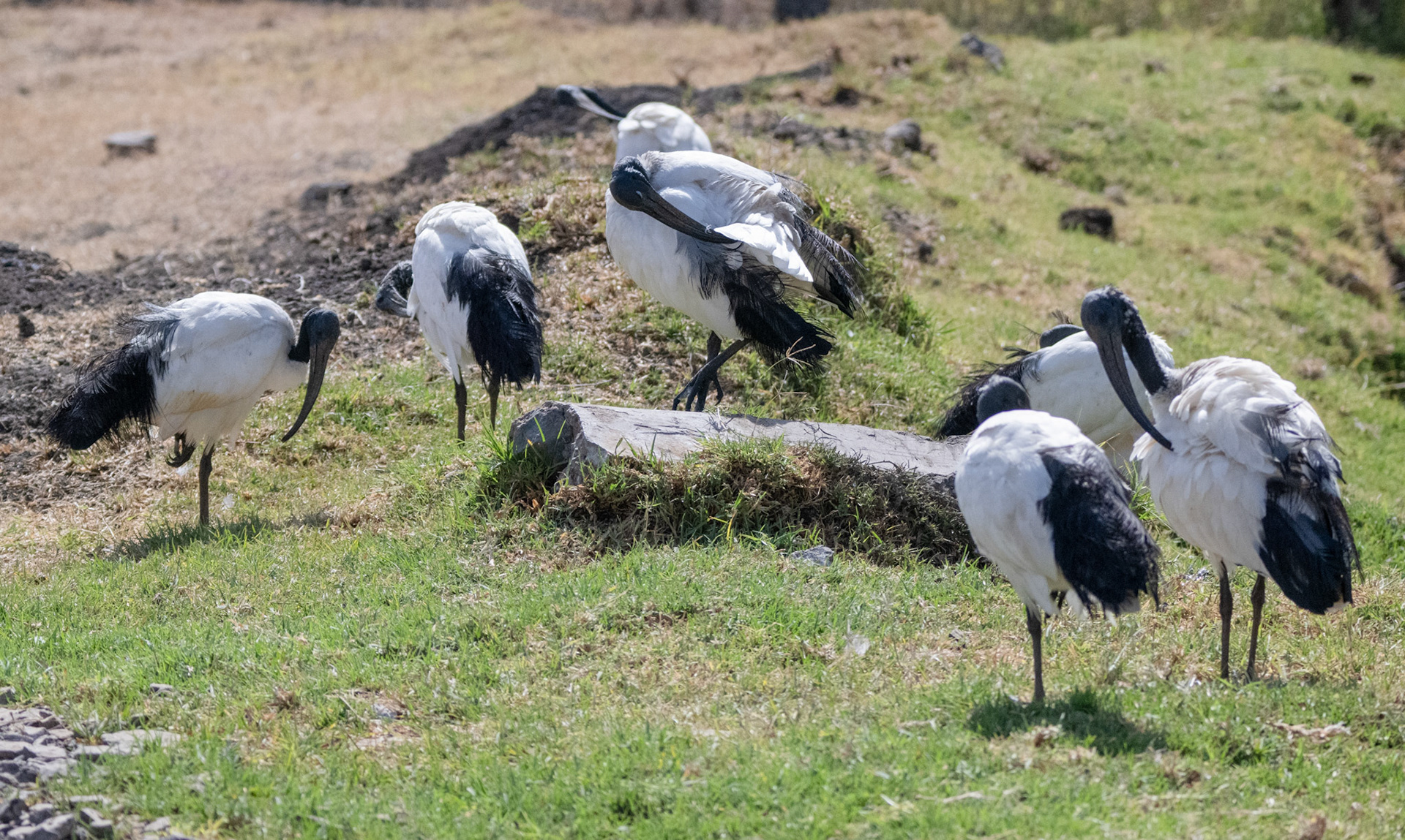 Sacred Ibis