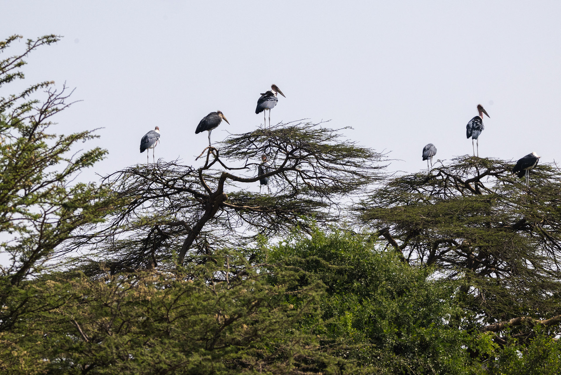 Marabou Storks