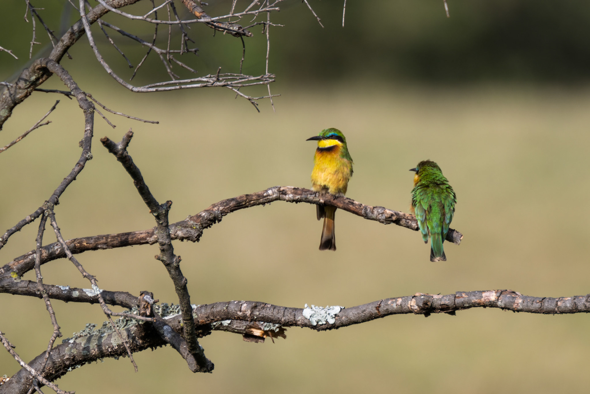 Little Bee-eater