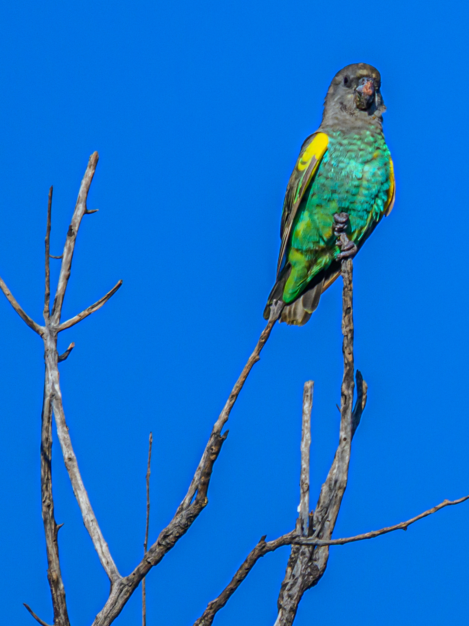 Meyer's Parrot