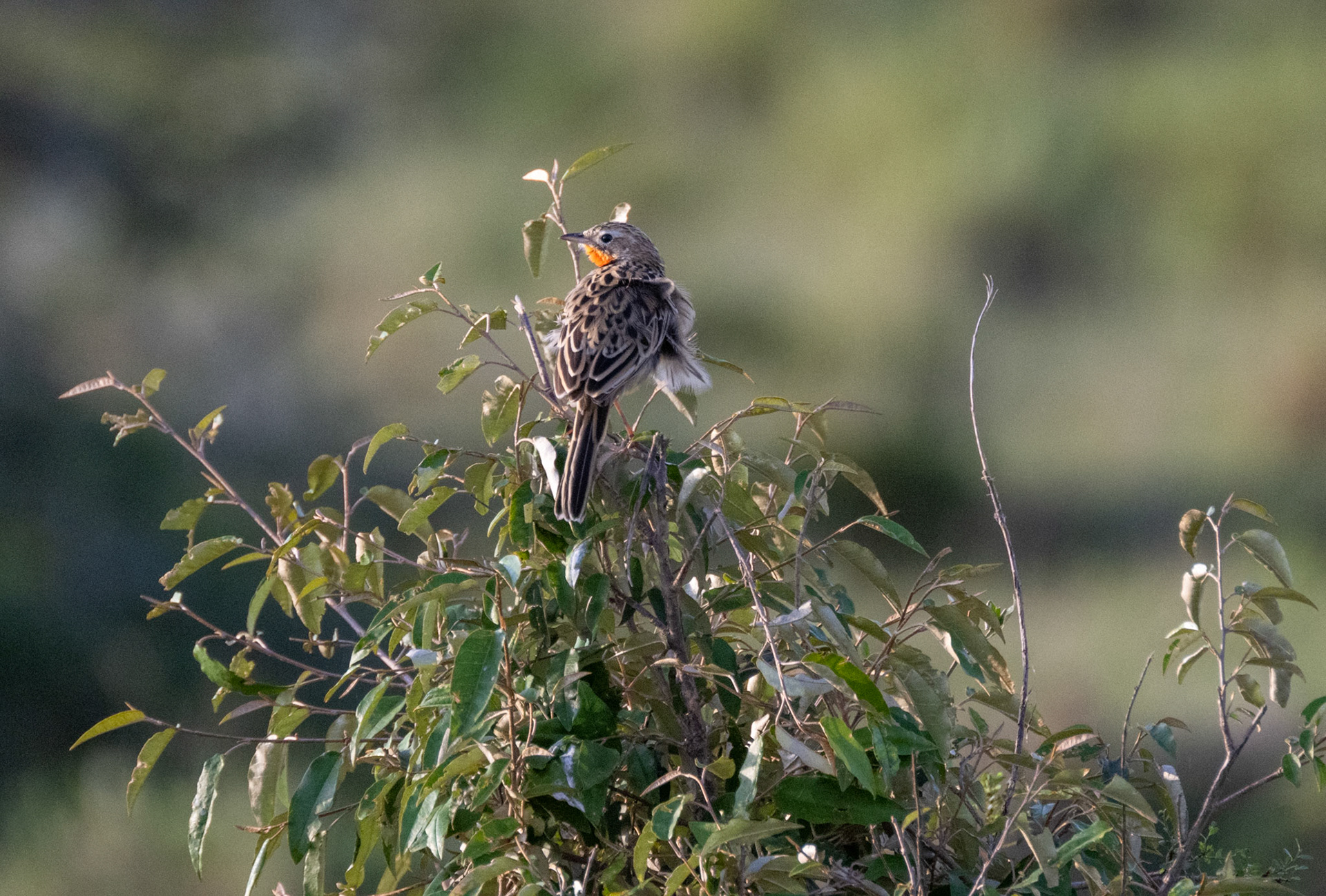 Rosy-Breasted Longclaw