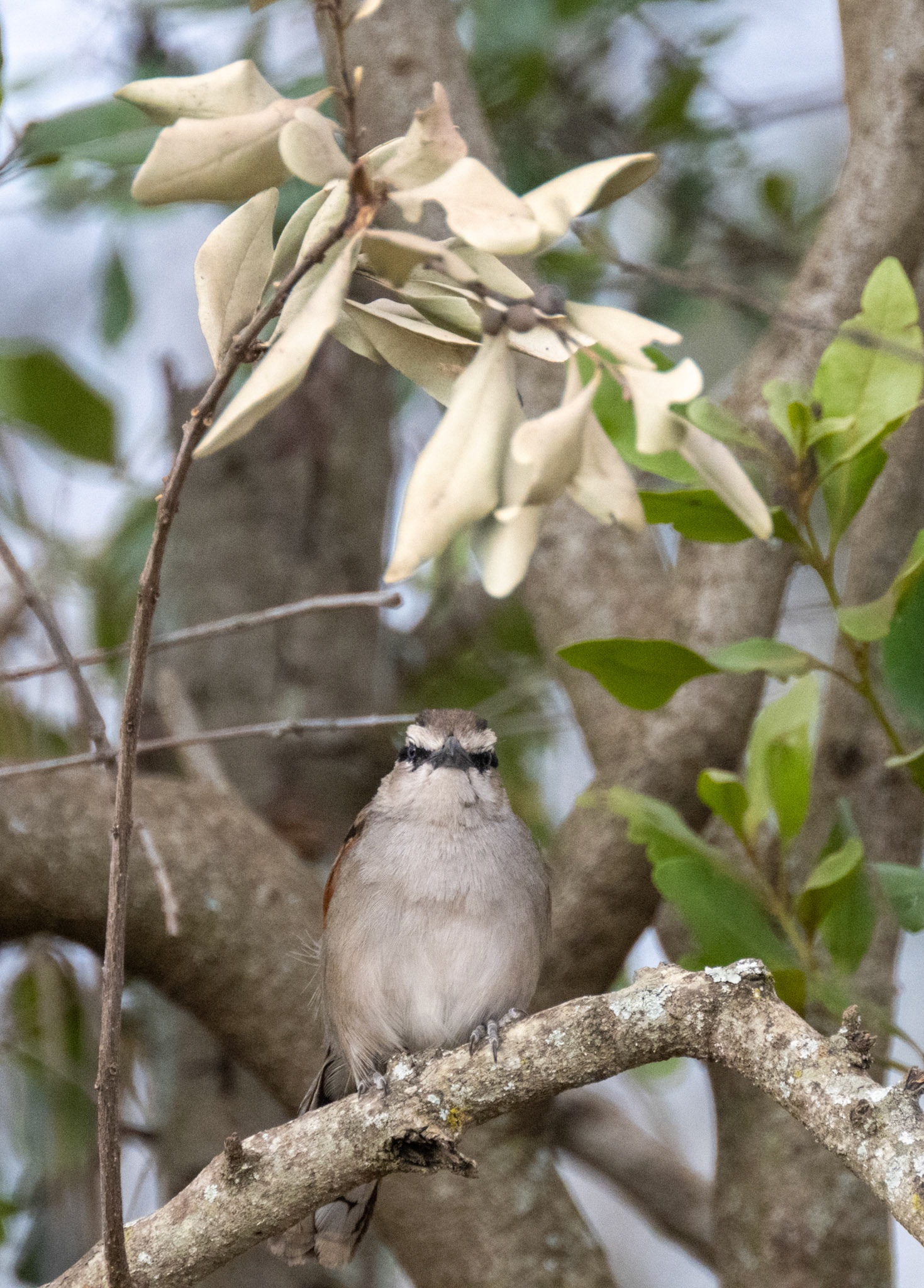 Masked Shrike