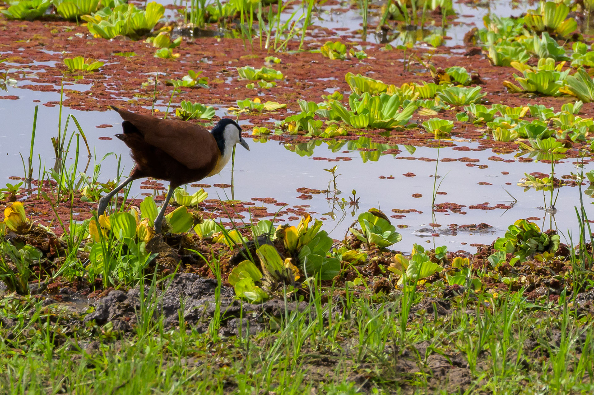 African Jacana