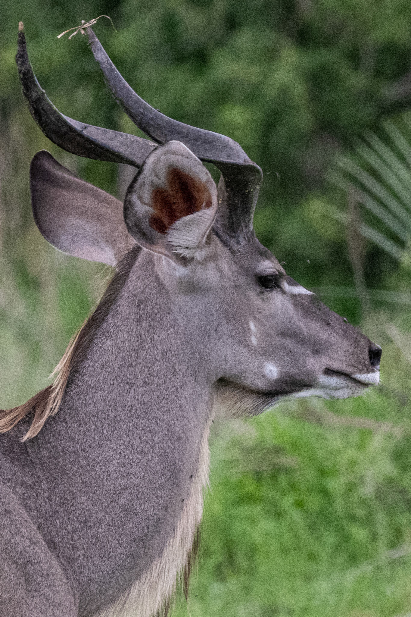 Kudu