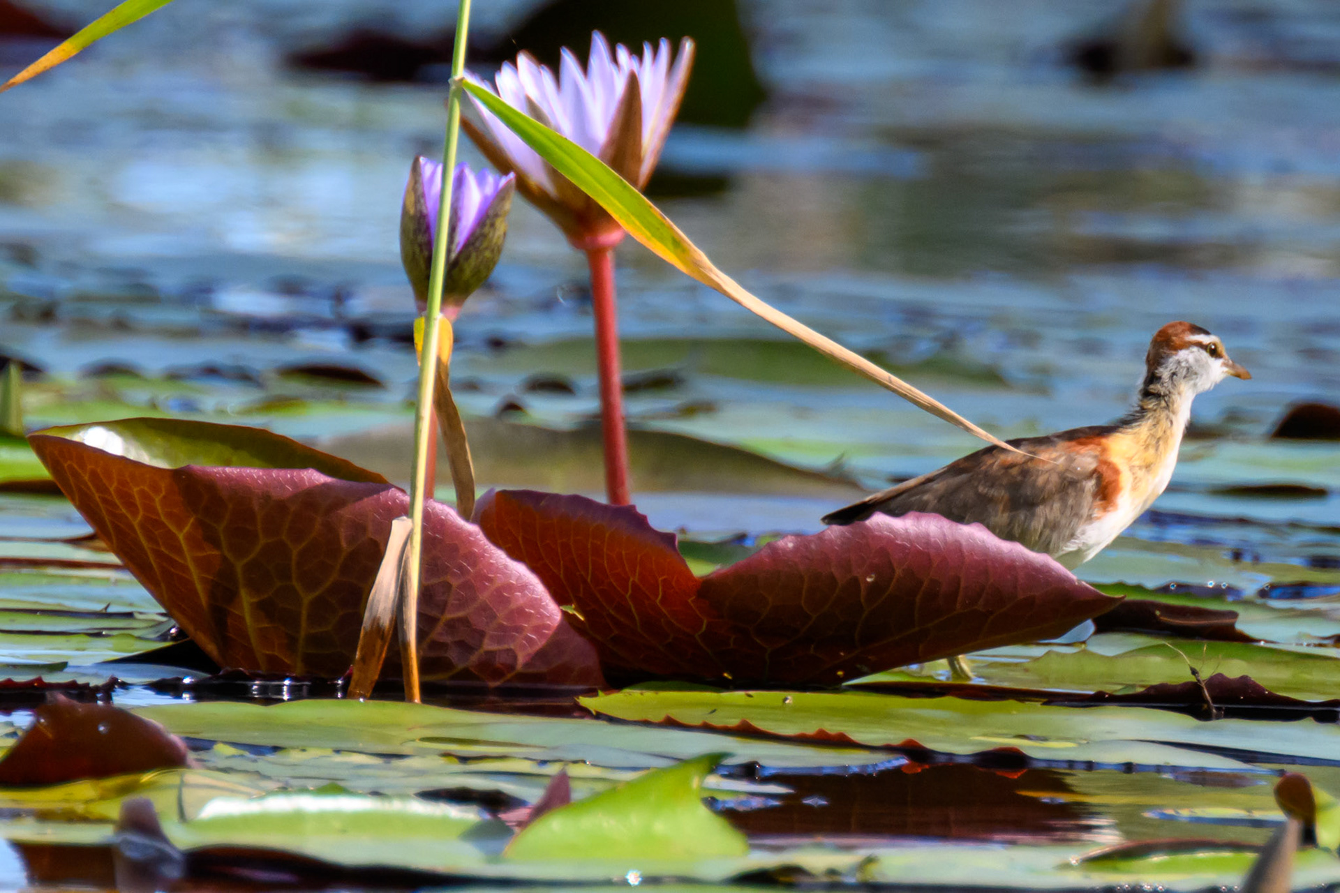 Lesser Jacana