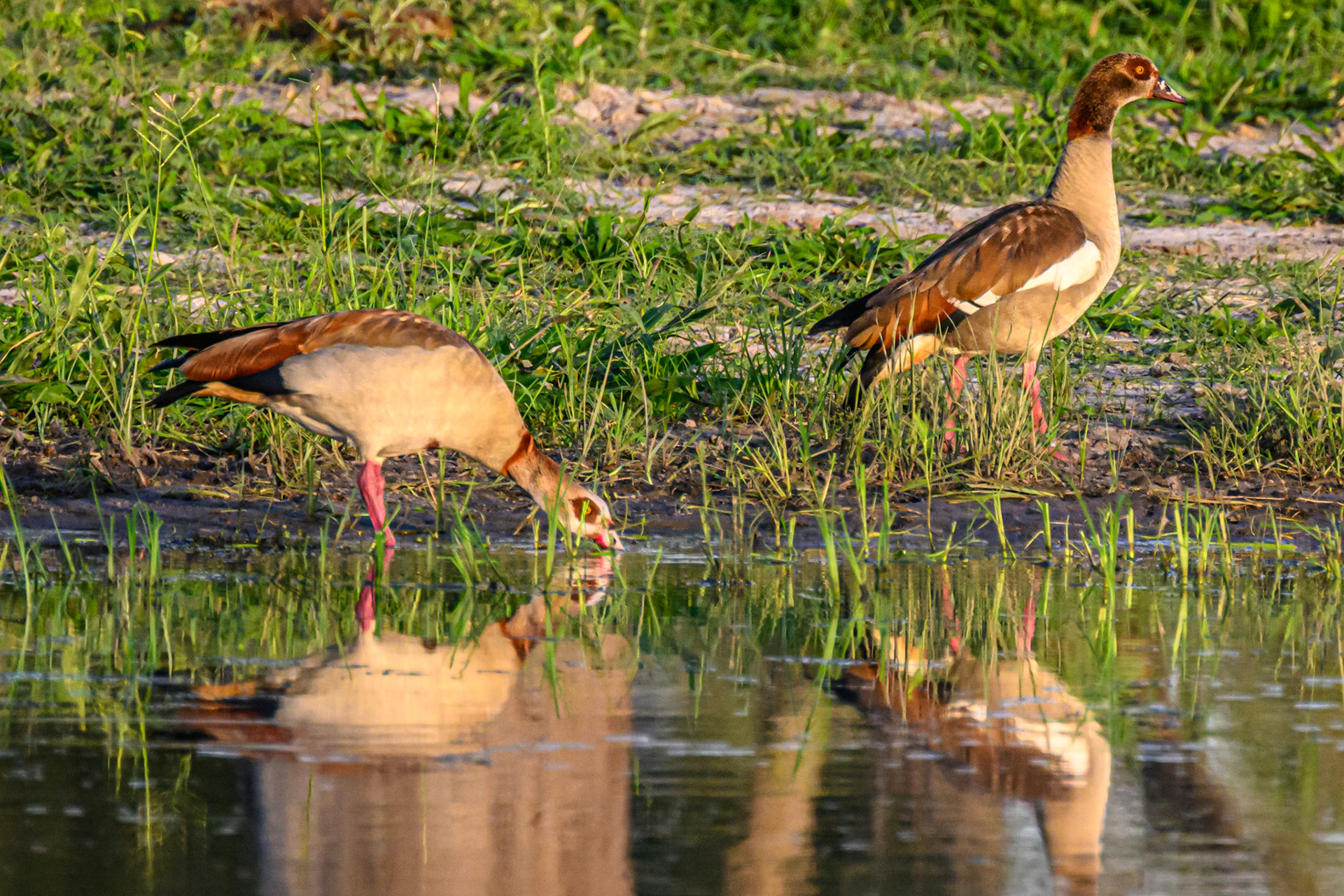 Egyptian Geese