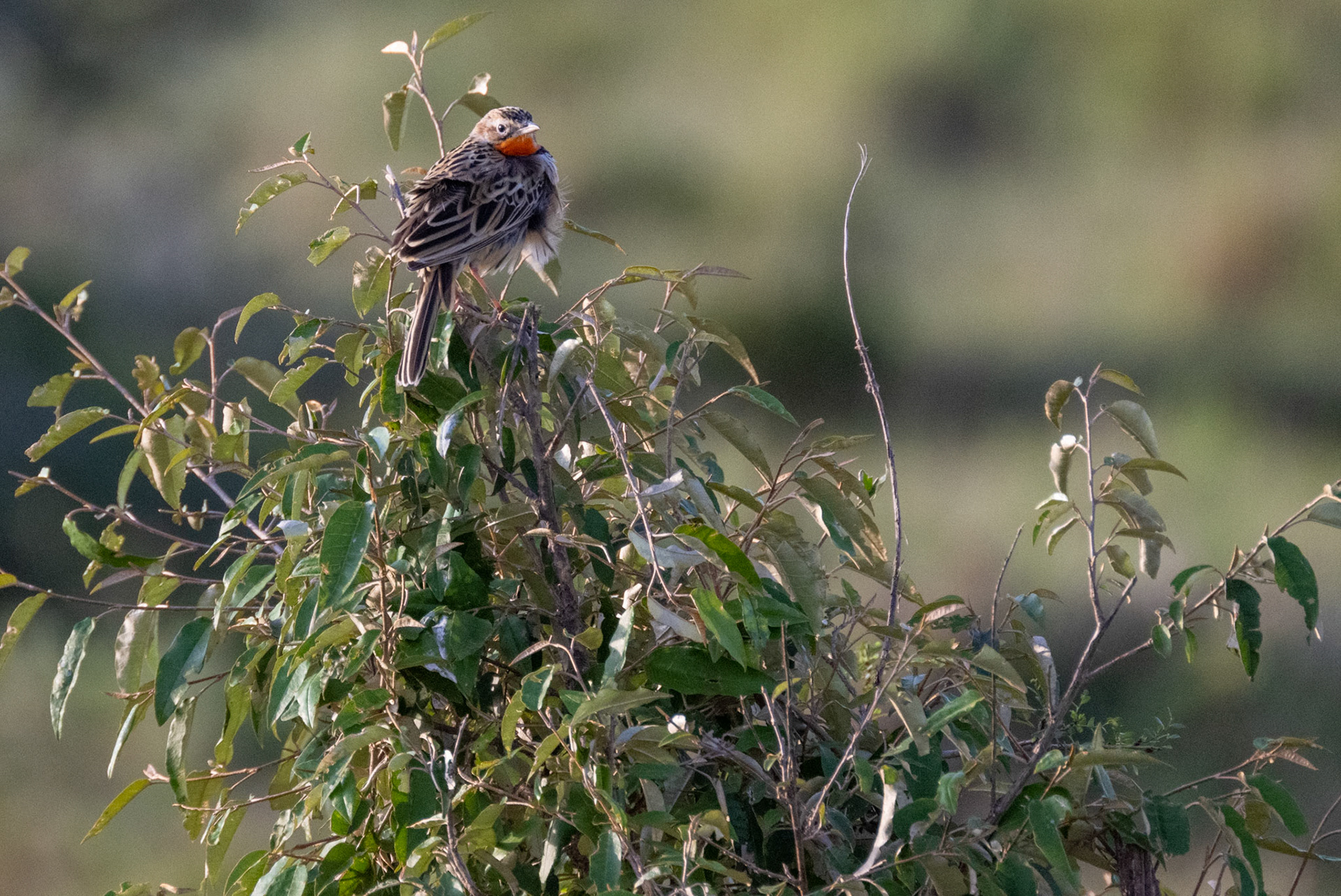 Rosy-Breasted Longclaw