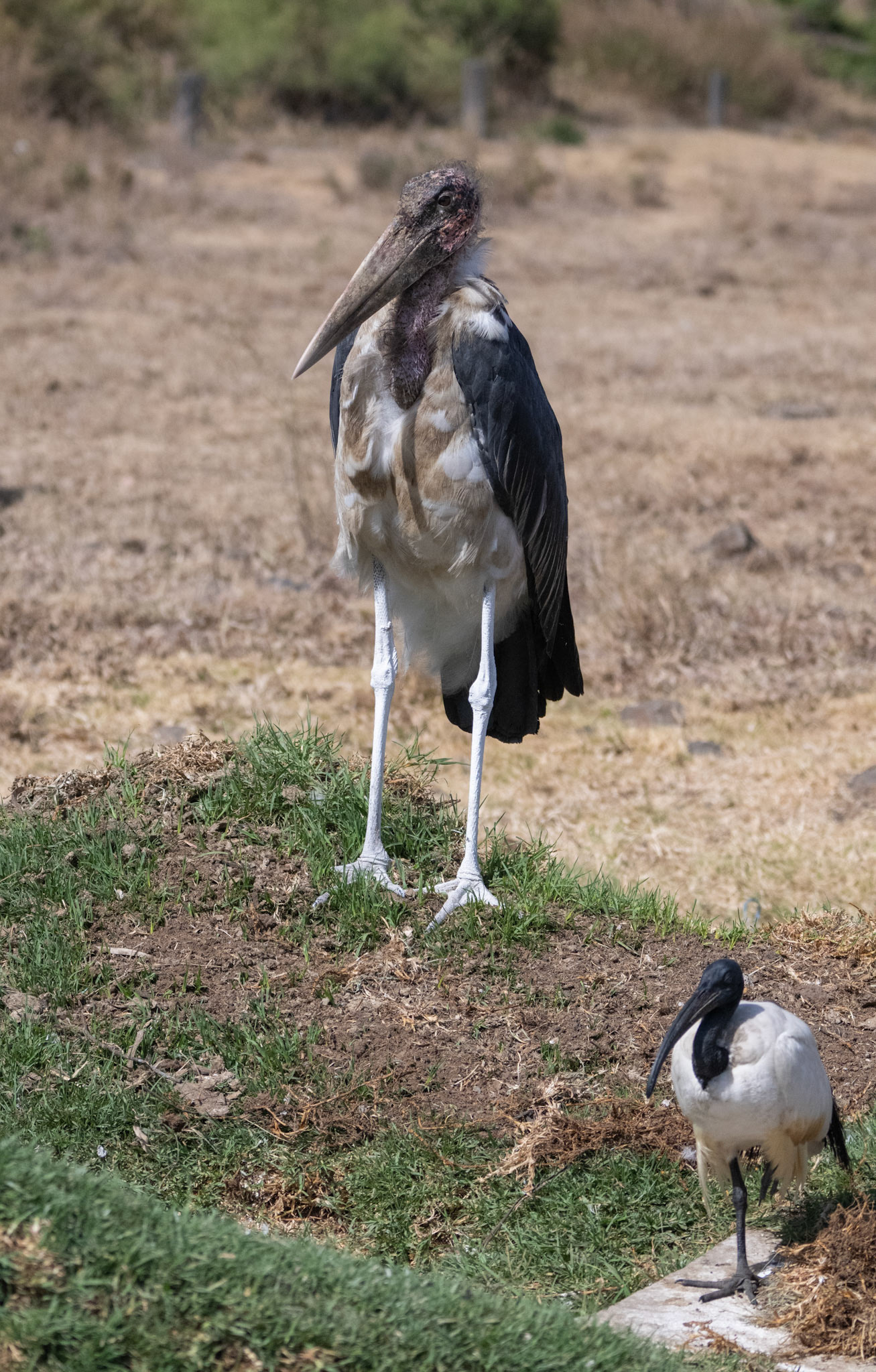 Marabou Stork