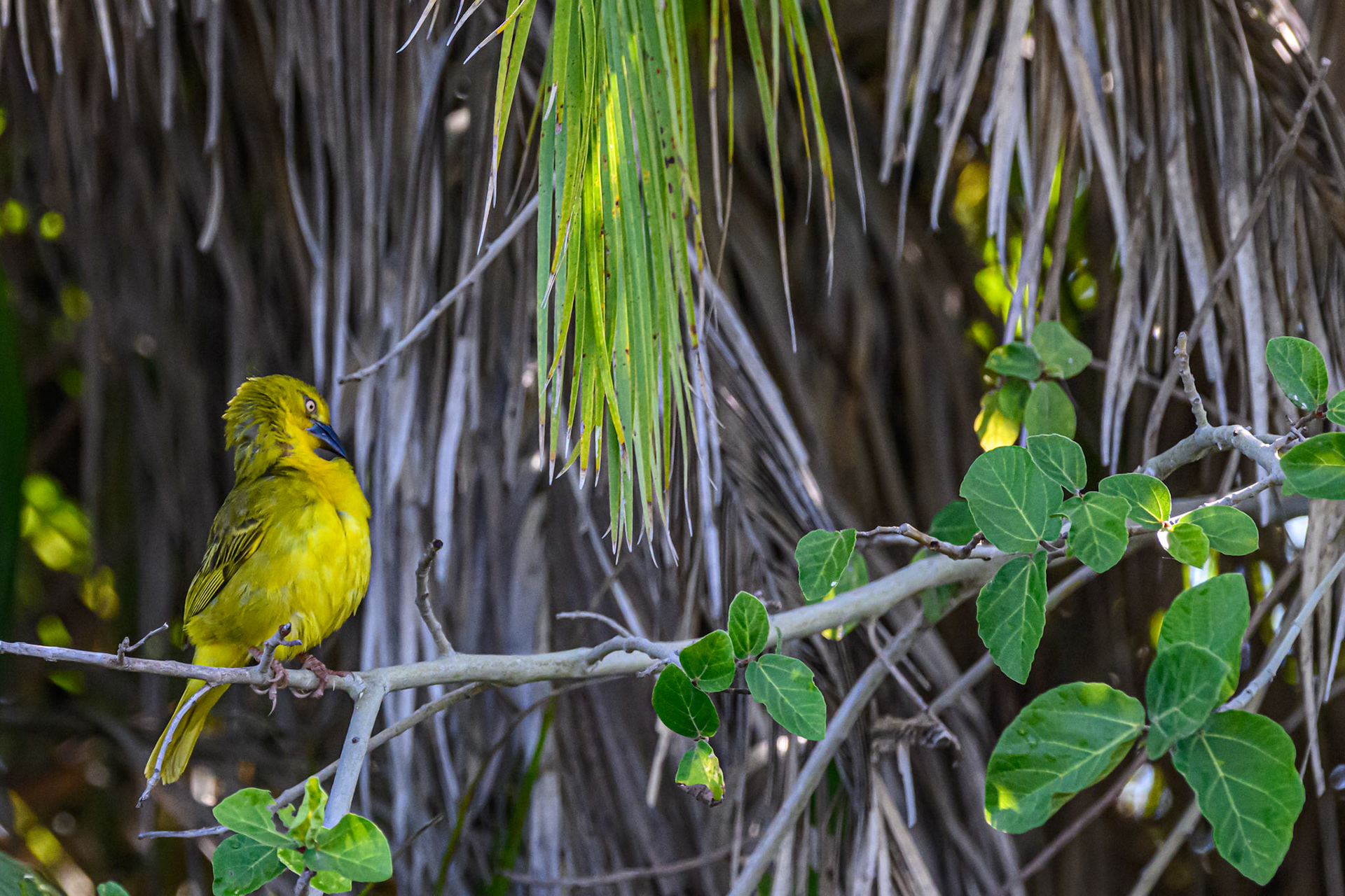 African Golden Weaver