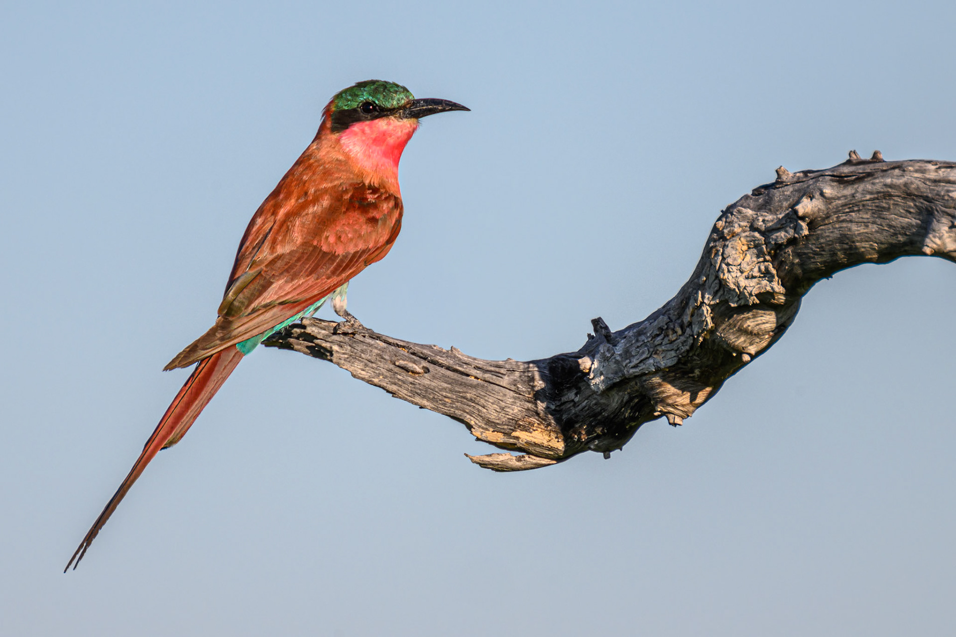 Southern Carmine Bee-eater