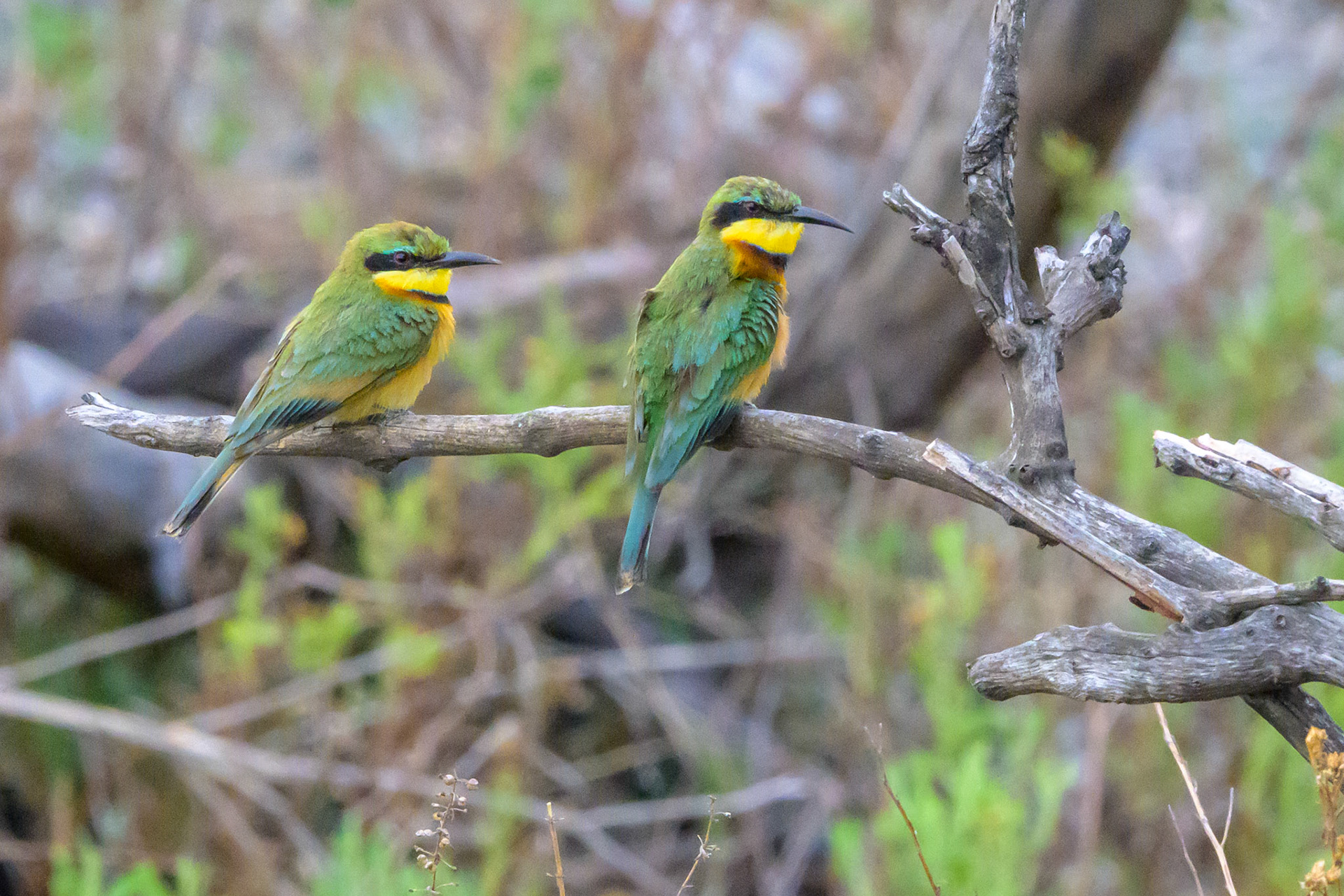 Little Bee-Eater
