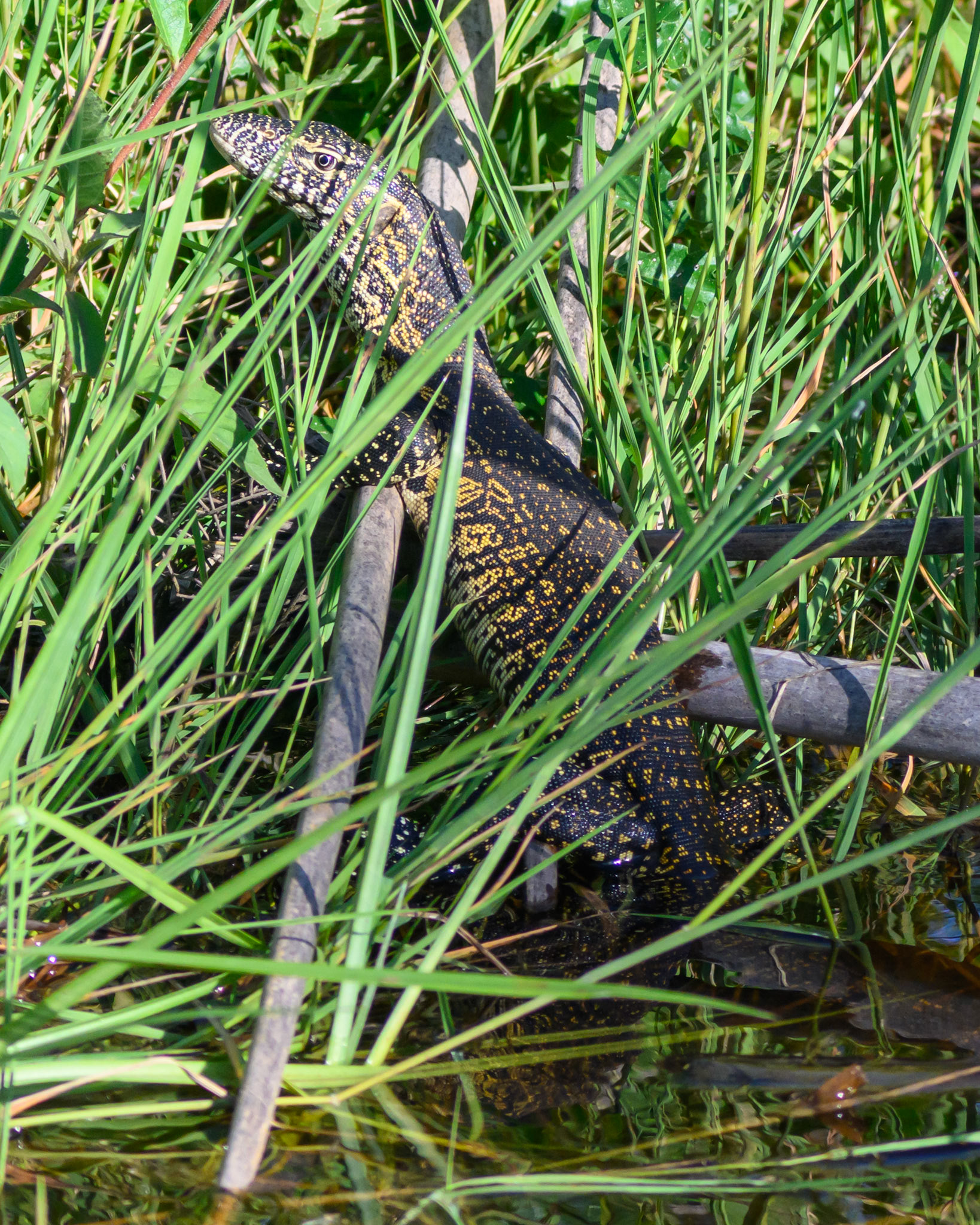Monitor Lizard