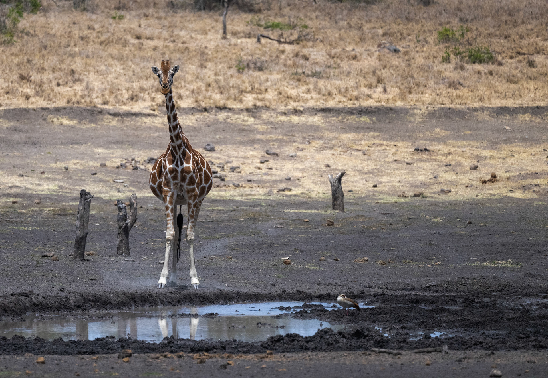 Reticulated Giraffe &amp; Egyptian Goose