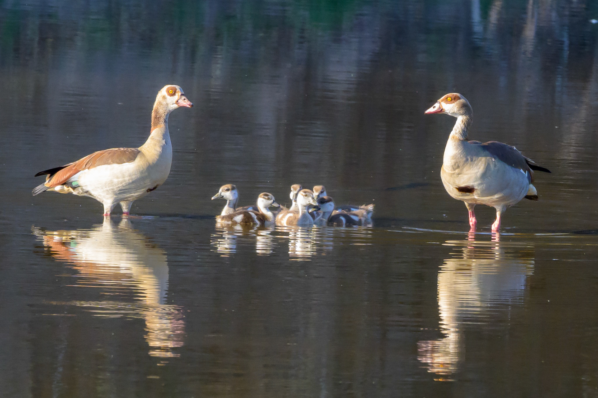 Egyptian Geese en famille