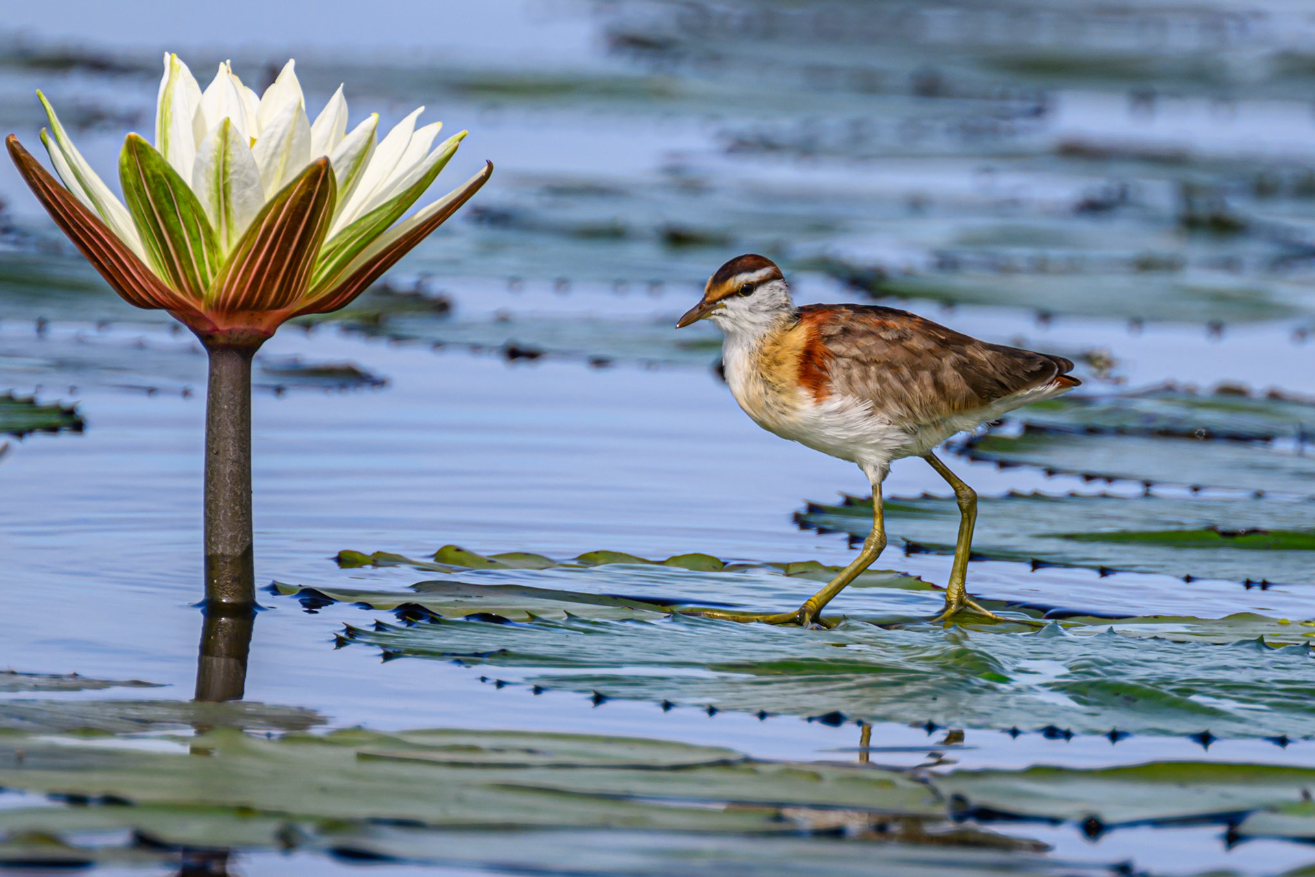 Lesser Jacana