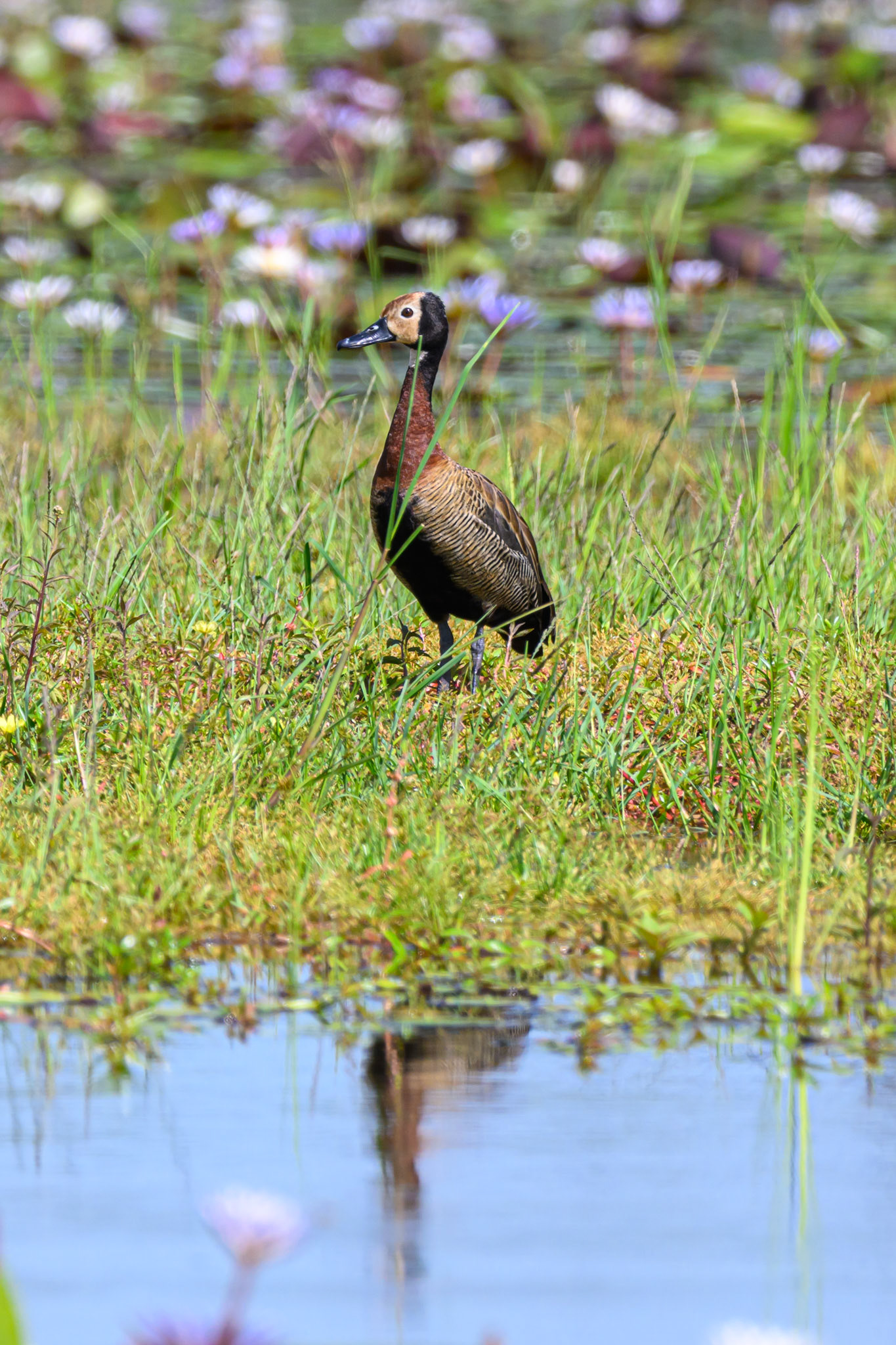 White-faced Whistling Duck
